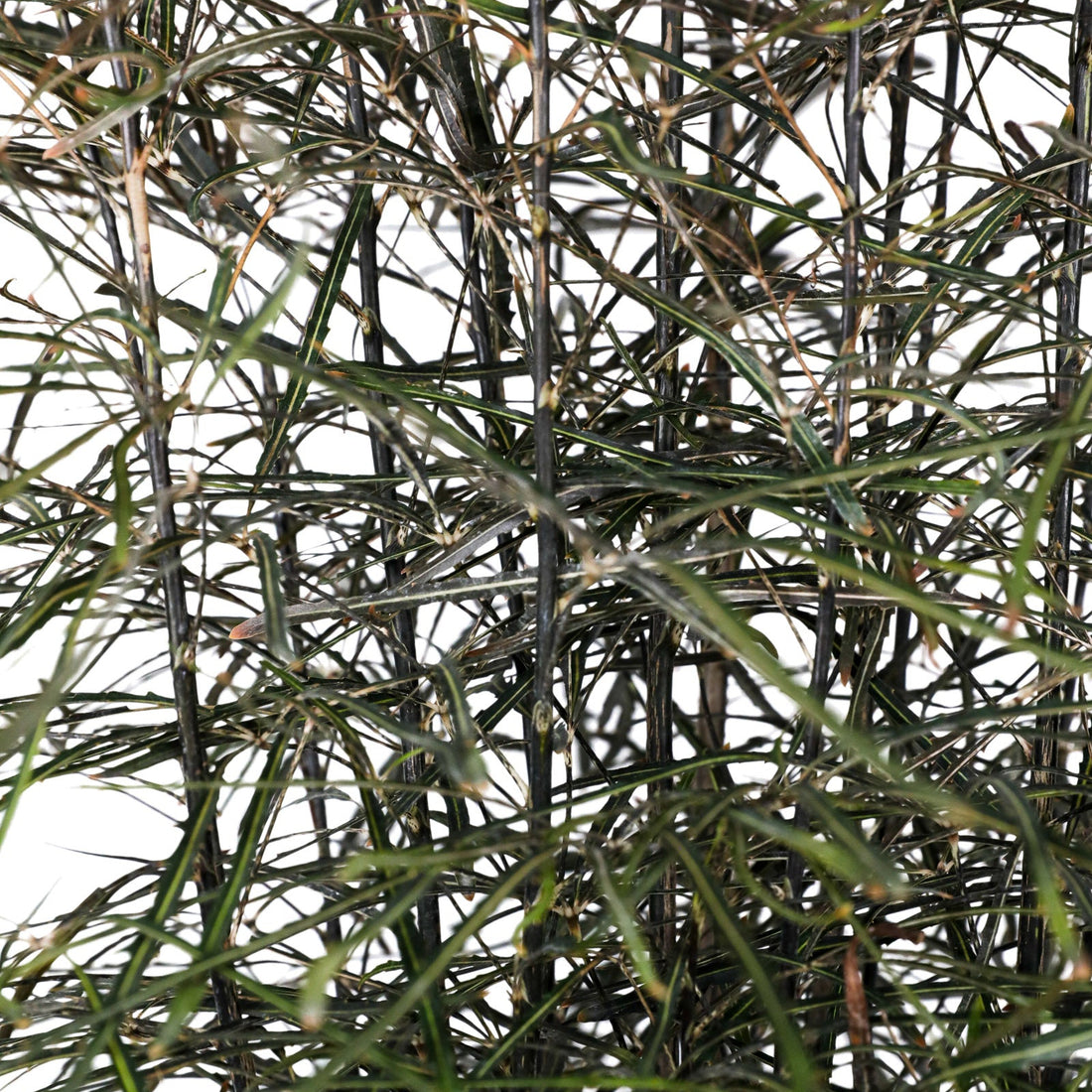 close up False Aralia (Schefflera Elegantissima) with dark green, feathery leaves