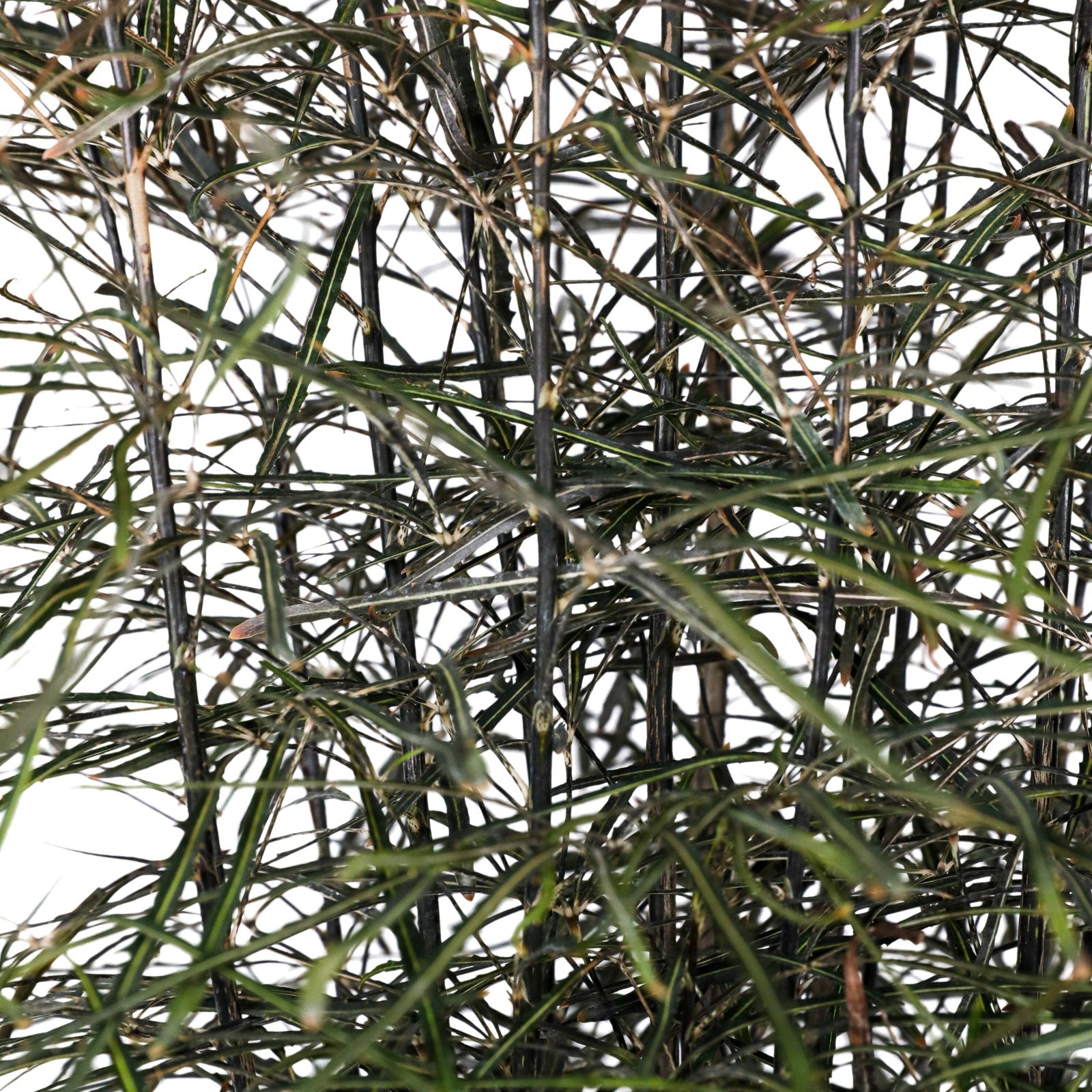 close up False Aralia (Schefflera Elegantissima) with dark green, feathery leaves