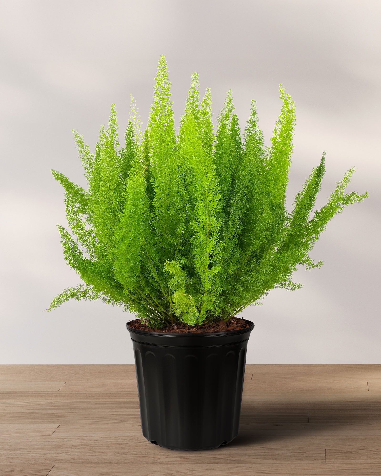 asparagus fern potted plant Shop our Foxtail Fern, Asparagus Fern
