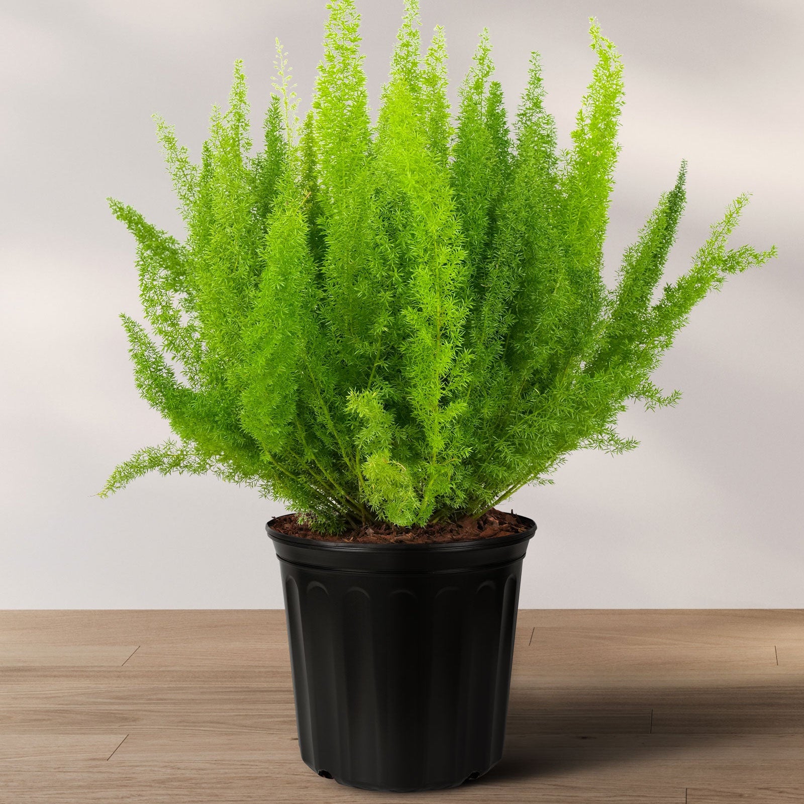 A potted Foxtail Fern (Asparagus Fern) with green upright plumes, placed on a wooden surface against a white background.