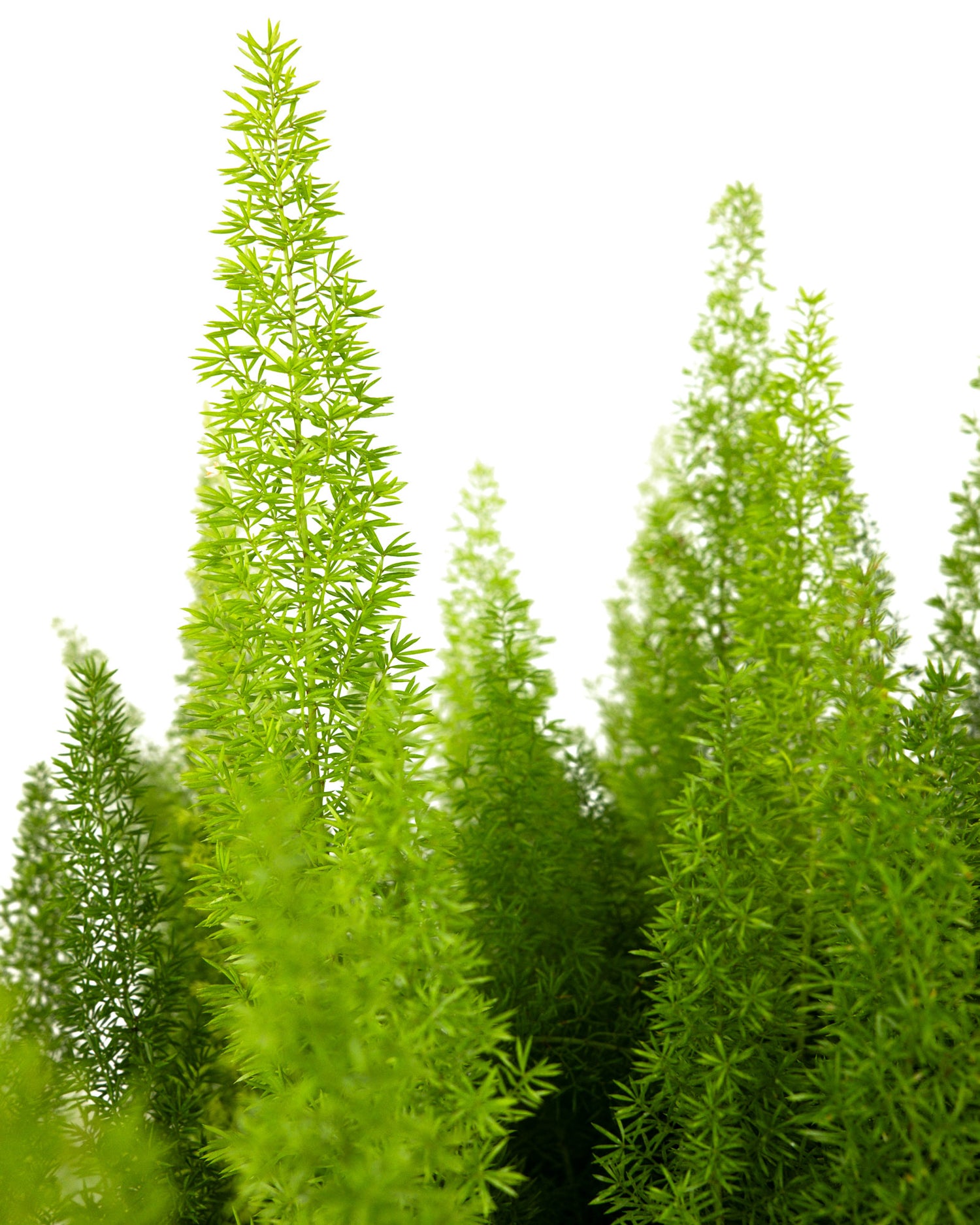 Foxtail Fern, Asparagus Fern