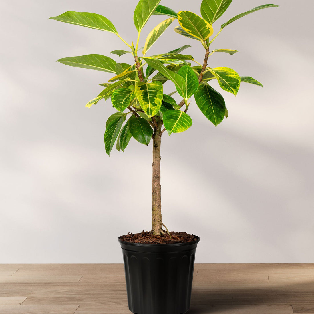 Ficus altissima tree form single trunk in table