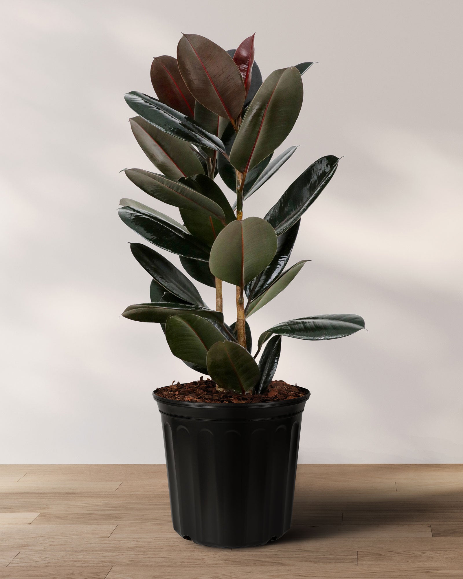 Ficus Burgundy Bush, Rubber Tree