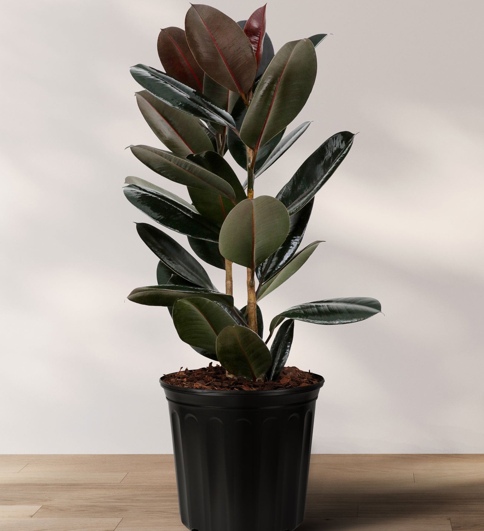 A potted Ficus Burgundy Bush, also known as Rubber Tree, with large leathery burgundy leaves, placed on a wooden floor against a white background.