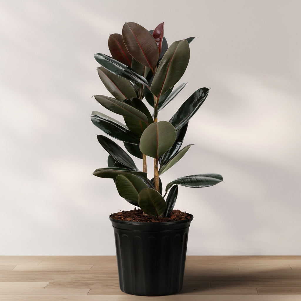 A potted Ficus Burgundy Bush, also known as Rubber Tree, with large leathery burgundy leaves, placed on a wooden floor against a white background.