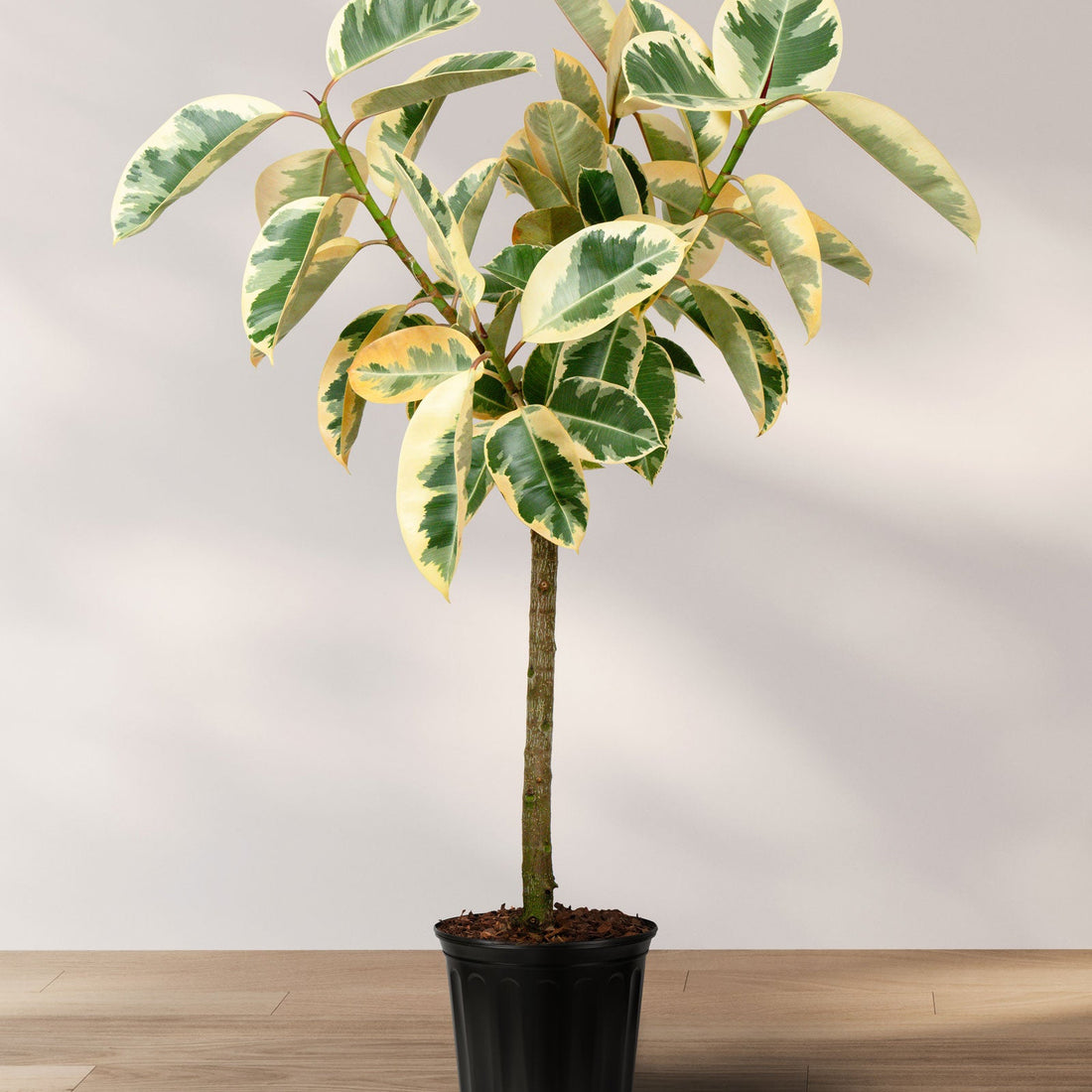 A potted Ficus Tineke tree with variegated leaves displaying shades of pink, cream, and green, placed against a neutral background.