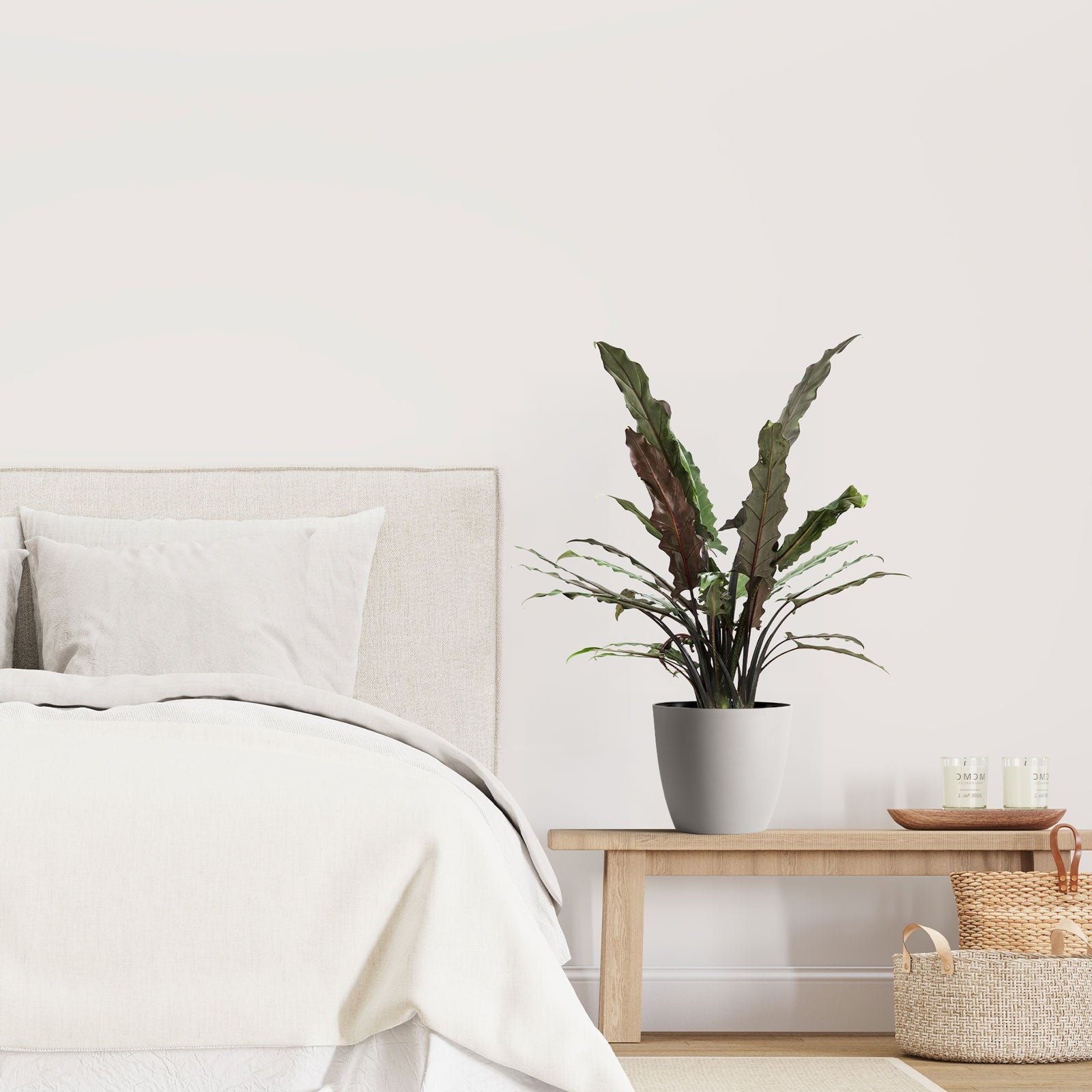 Alocasia Lauterbachiana in a light grey decorative planter featuring striking elongated, wavy leaves with deep green topsides and tall upright stems, ideal for bringing a touch of exotic tropical flair to cozy indoor spaces and modern bedroom decor.