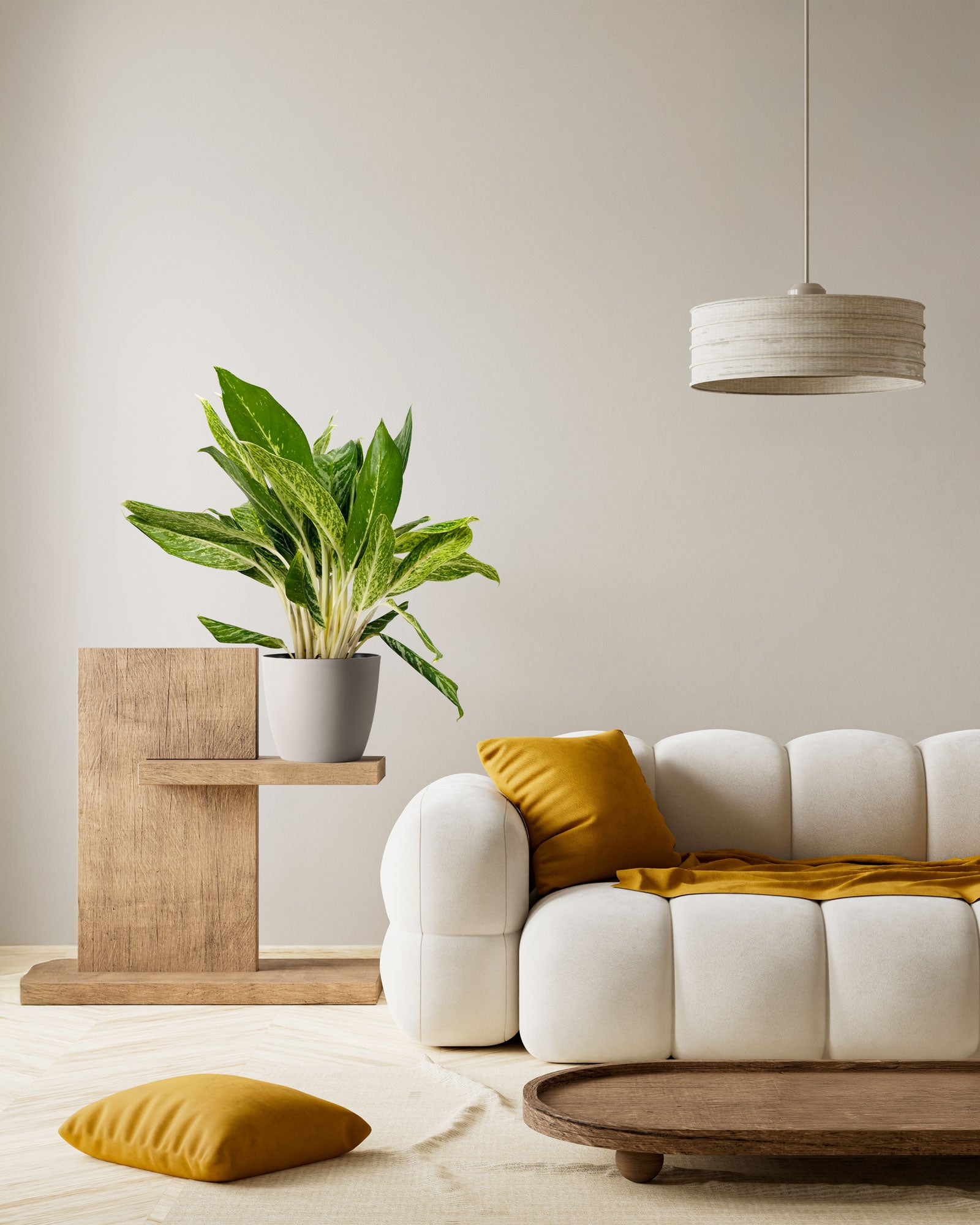 Aglaonema Golden Madonna Chinese Evergreen