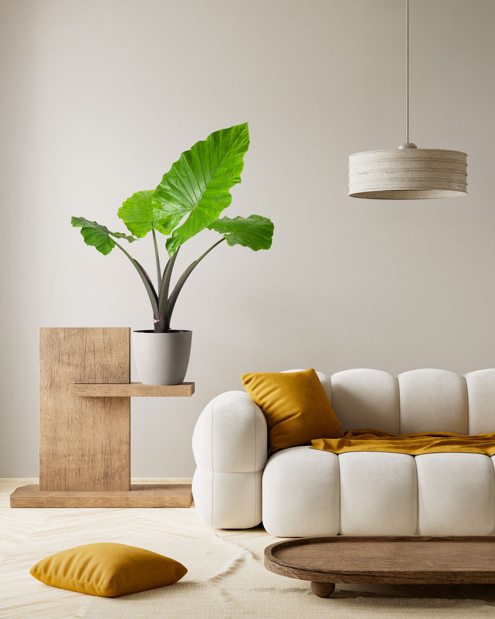 Alocasia Black Stem, Elephant Ears, Live Tropical Plant
