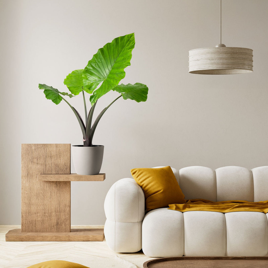 Alocasia Black Stem, Elephant Ears, Live Tropical Plant in a white decorative grower pot with dramatic jet-black stalks and wide, scalloped green leaves, ideal for bright indoor spaces and tropical home decor.