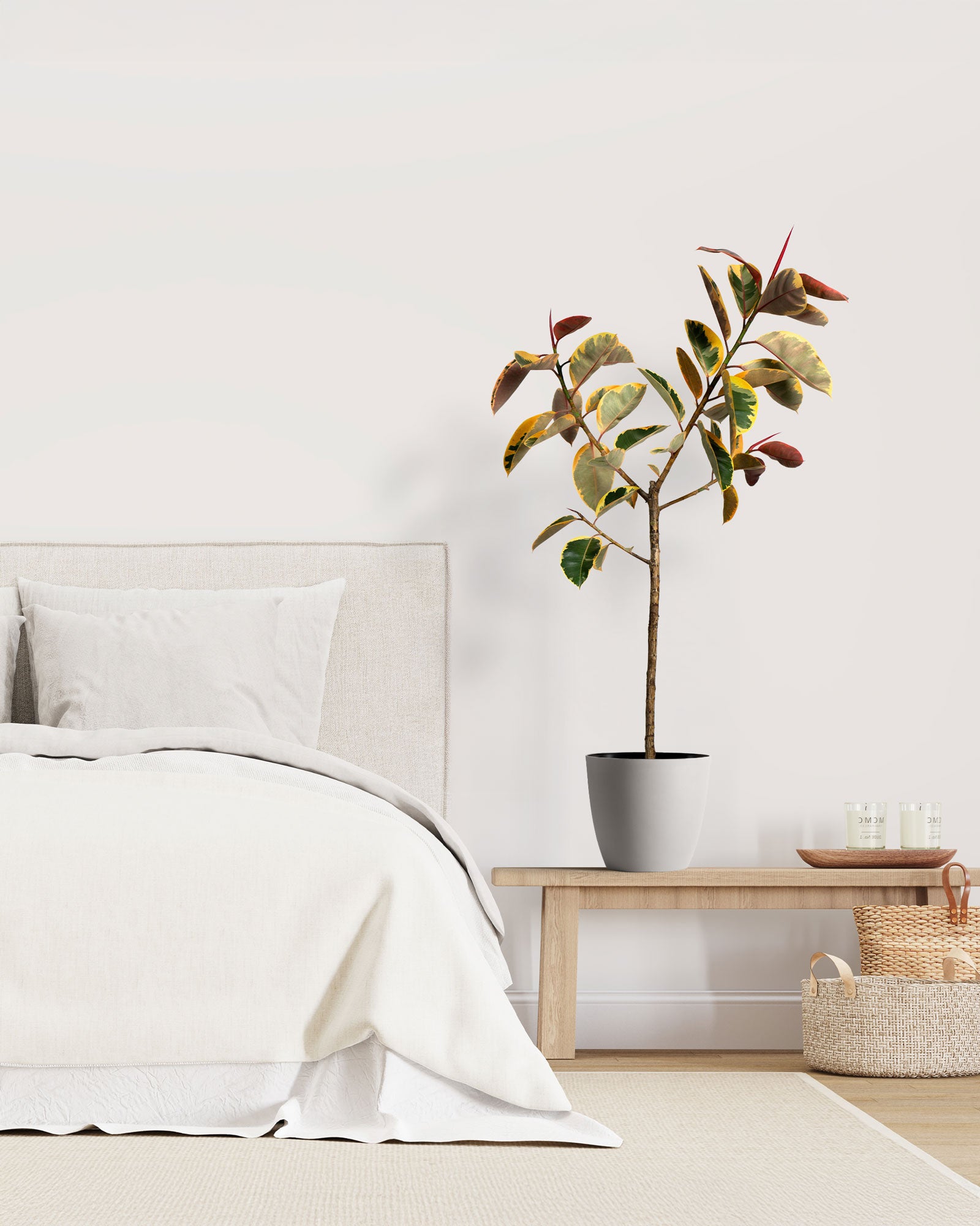 Ficus Ruby Tree Form Single Stem, Rubber Tree