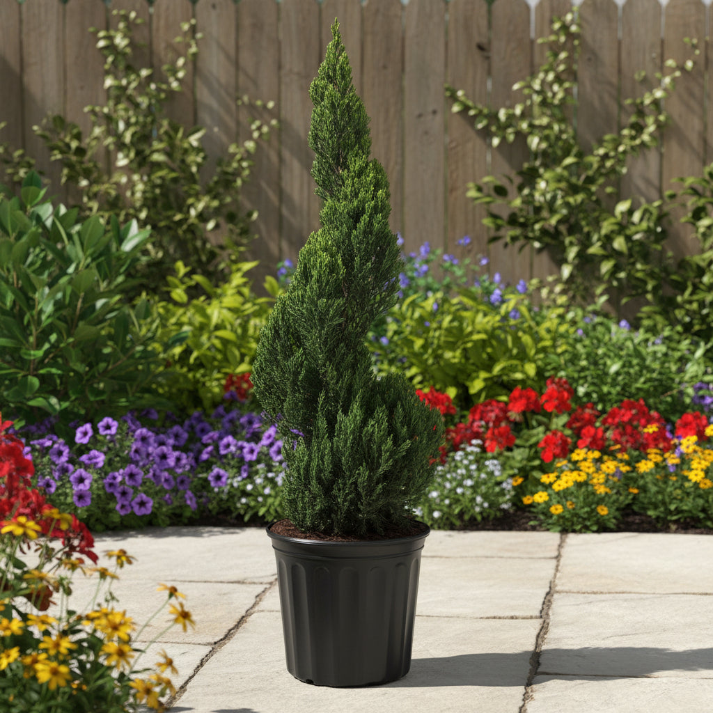 topiary Juniper spiral potted coniferous tree on a white background