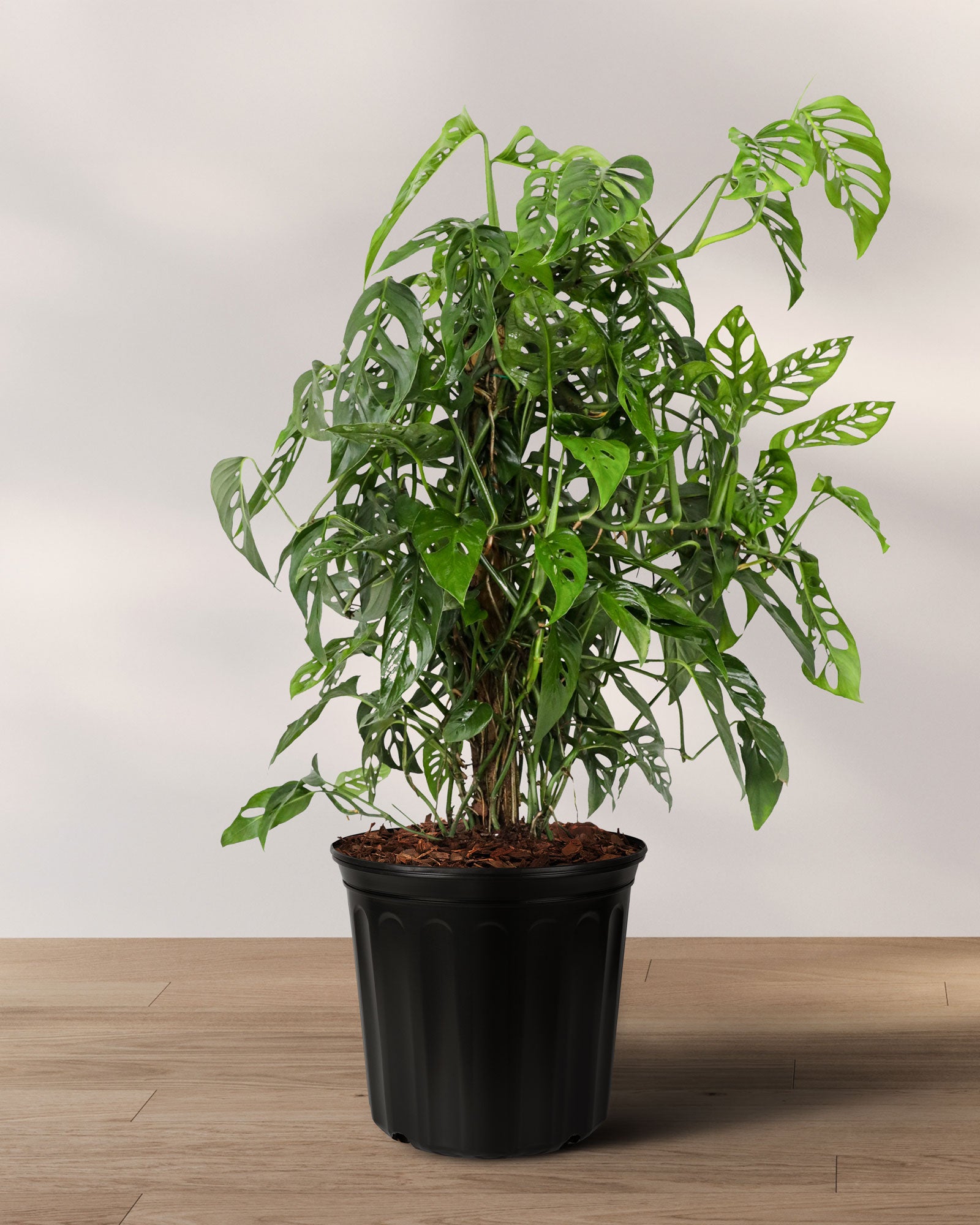Monstera Adansonii Swiss Cheese Vining Climbing in Trellis