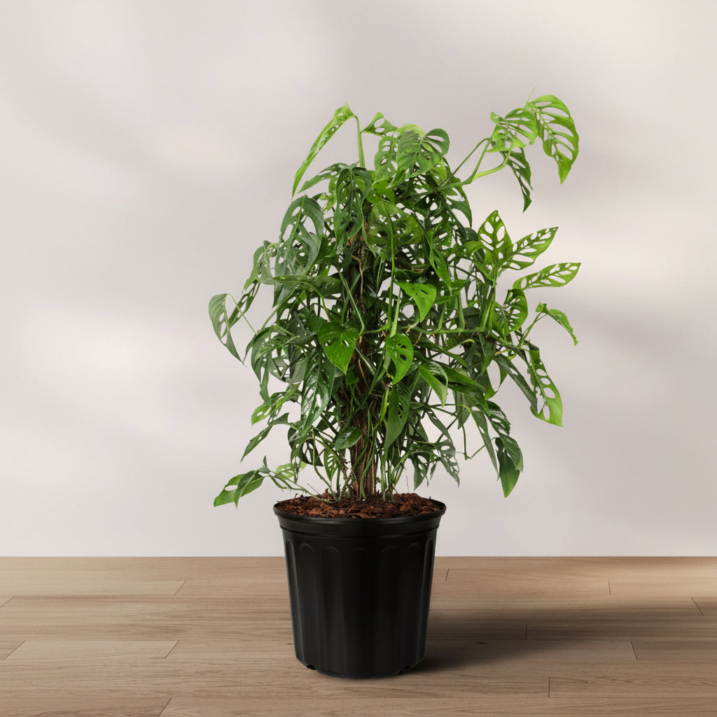 Monstera Adansonii, Swiss Cheese in grower pot climbing a trellis with characteristic perforated green vining leaves displayed on a wooden floor