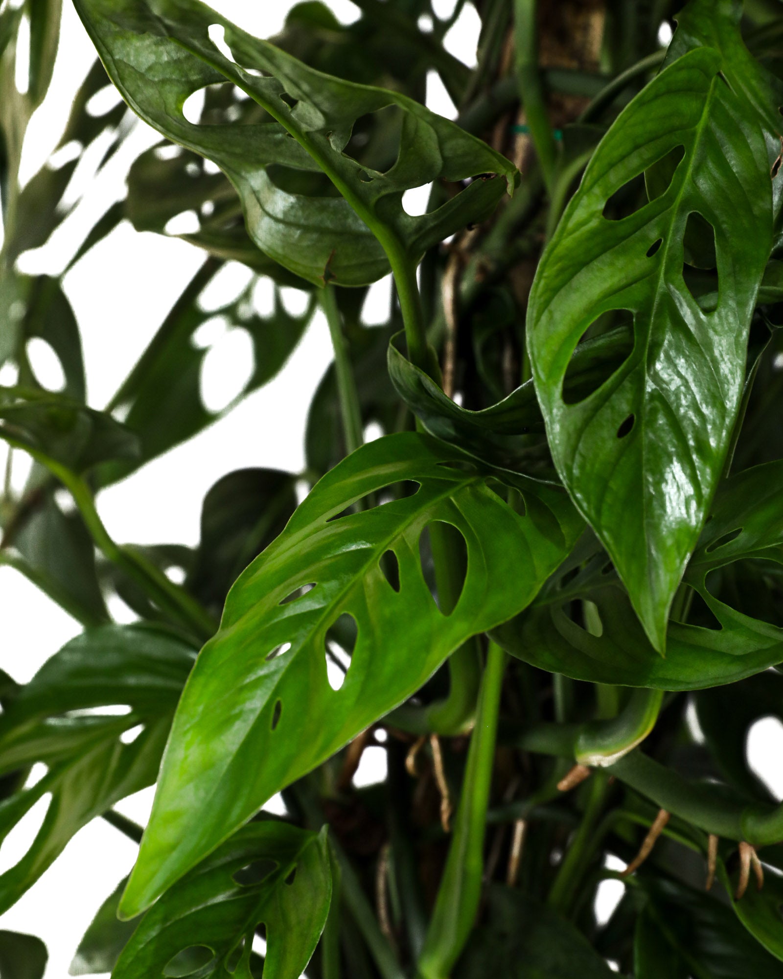 Monstera Adansonii Swiss Cheese Vining Climbing in Trellis