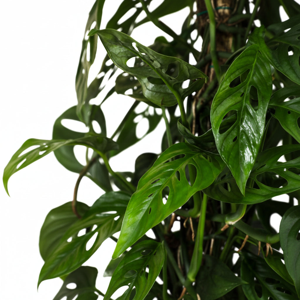Close up of Monstera Adansonii, Swiss Cheese leaves with characteristic perforated green vining foliage and glossy texture