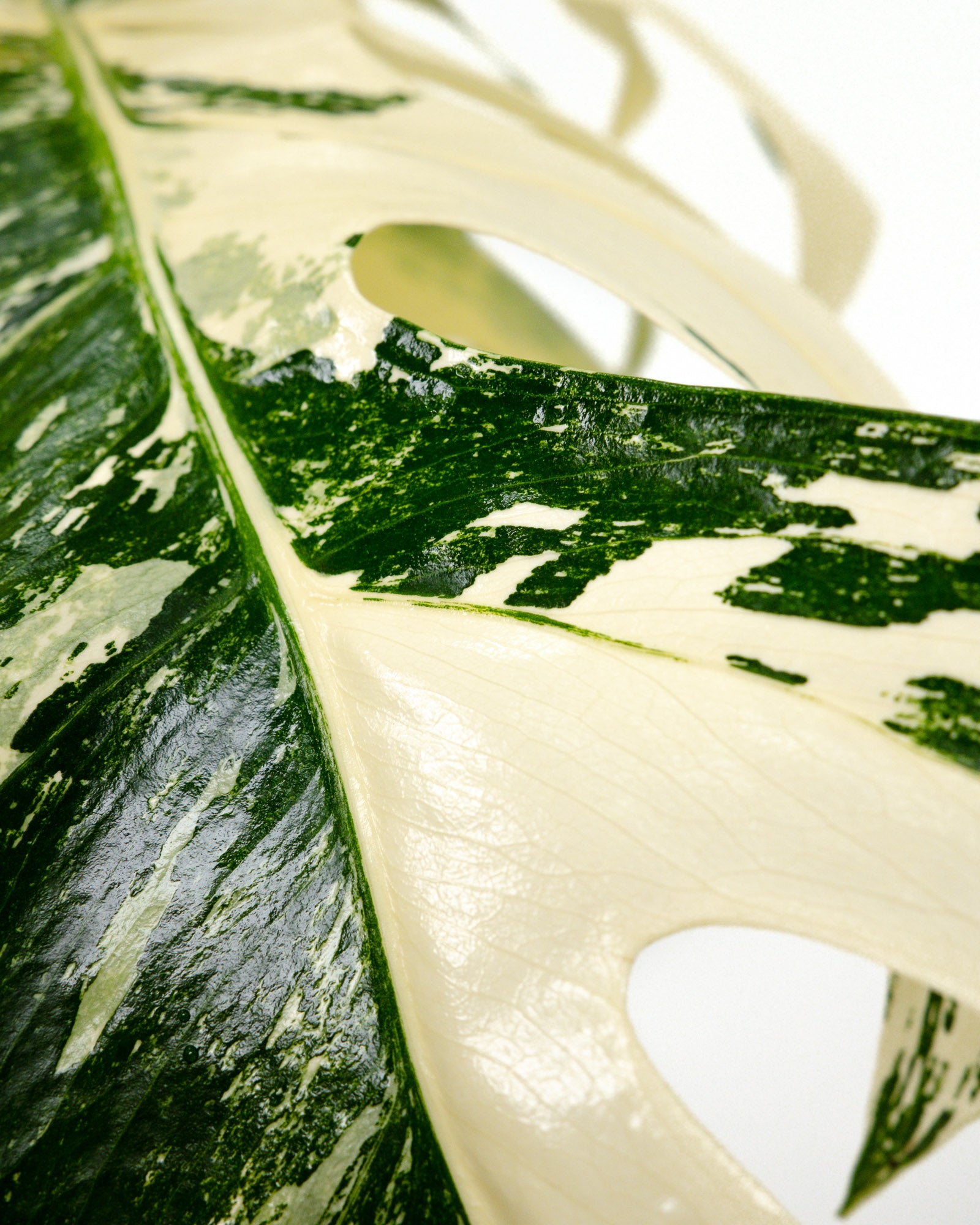 Monstera Borsigiana Albo Variegated