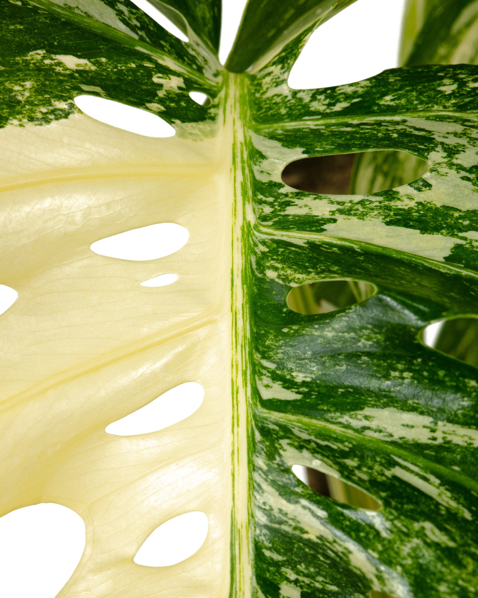 Monstera Borsigiana Albo Variegated