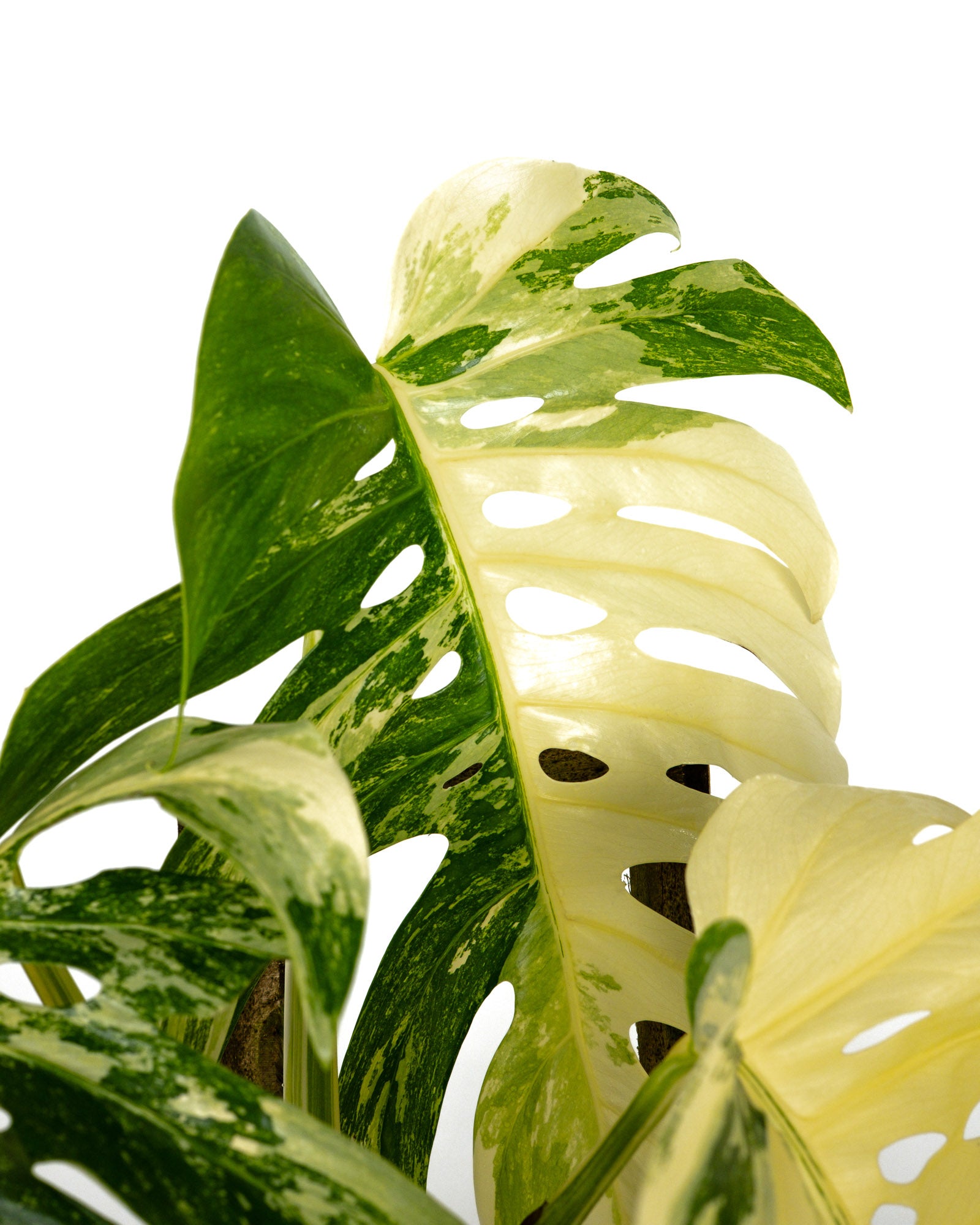 Monstera Borsigiana Albo Variegated