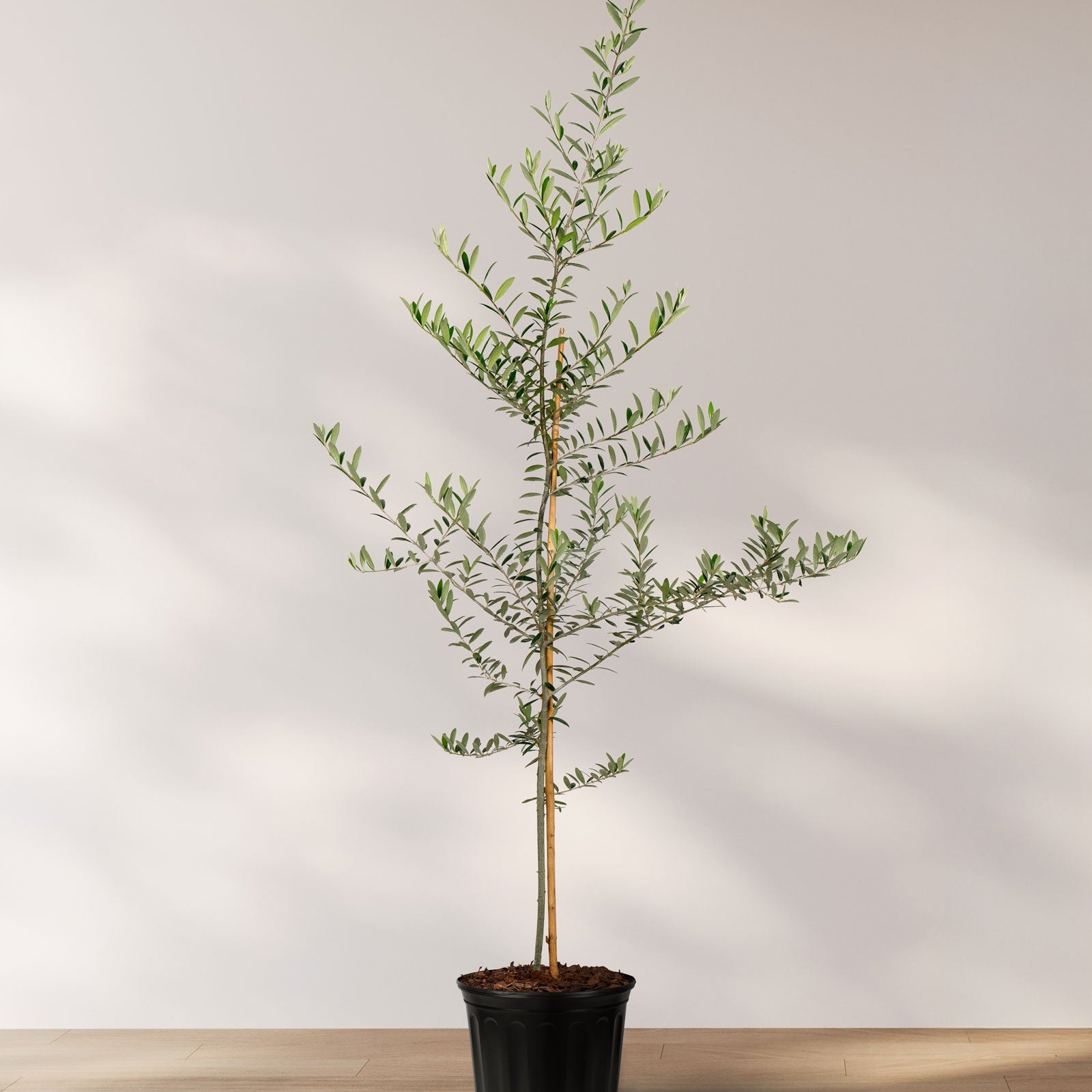 A large Olive Tree, Olea European, in a pot indoors with a white background.
