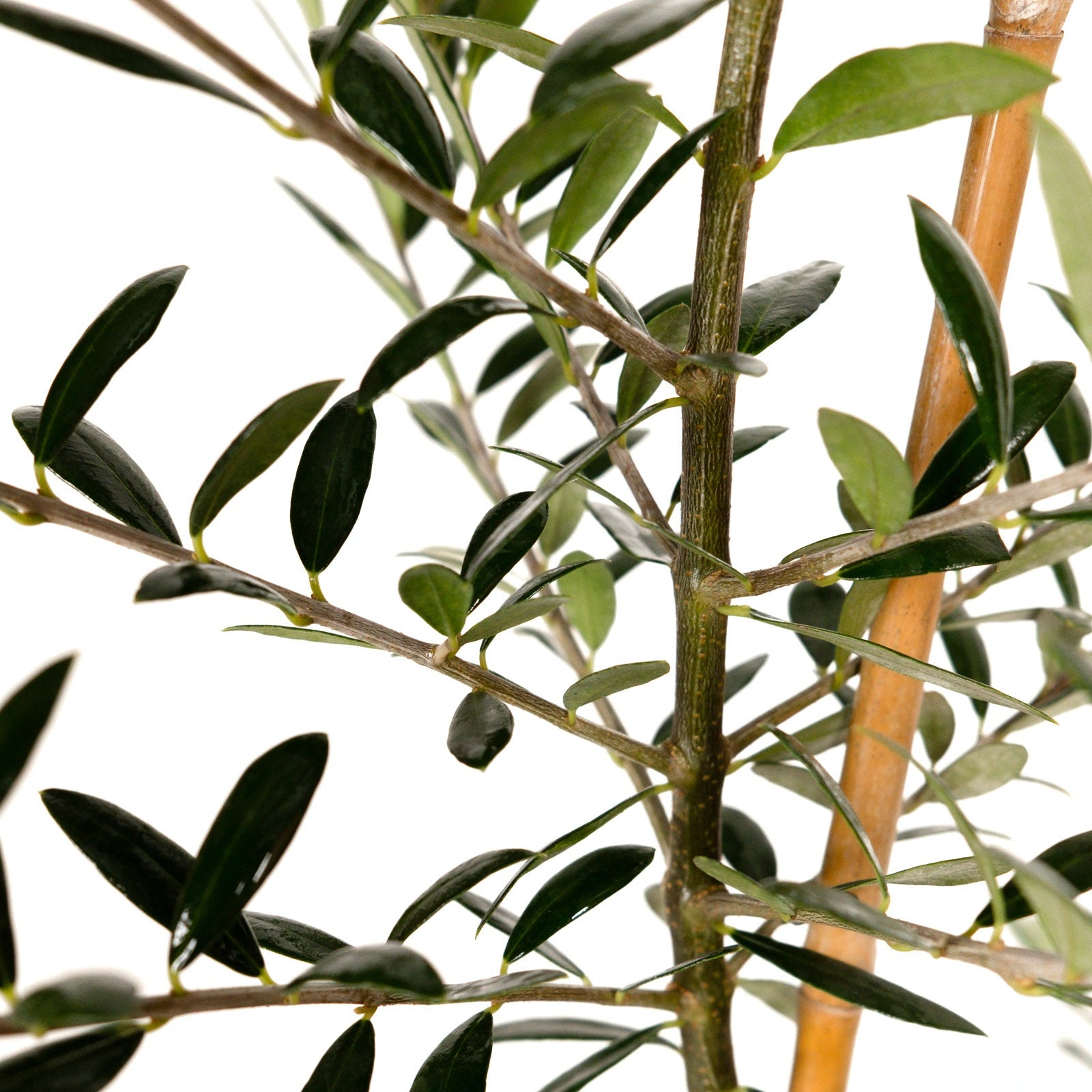close up of Olive Tree leaves with a white background.