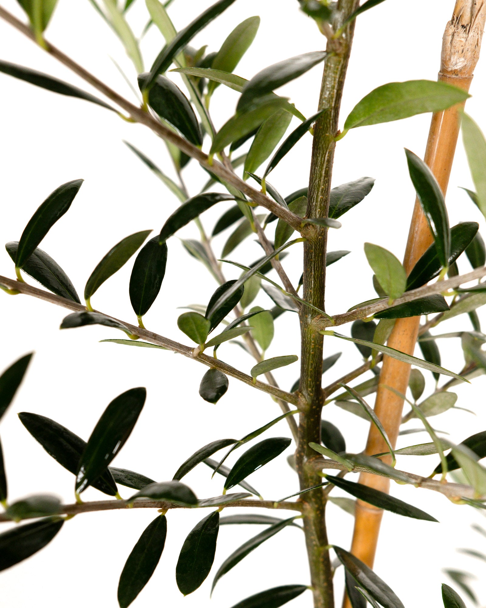 Arbequina Olive Tree Olea Europaea