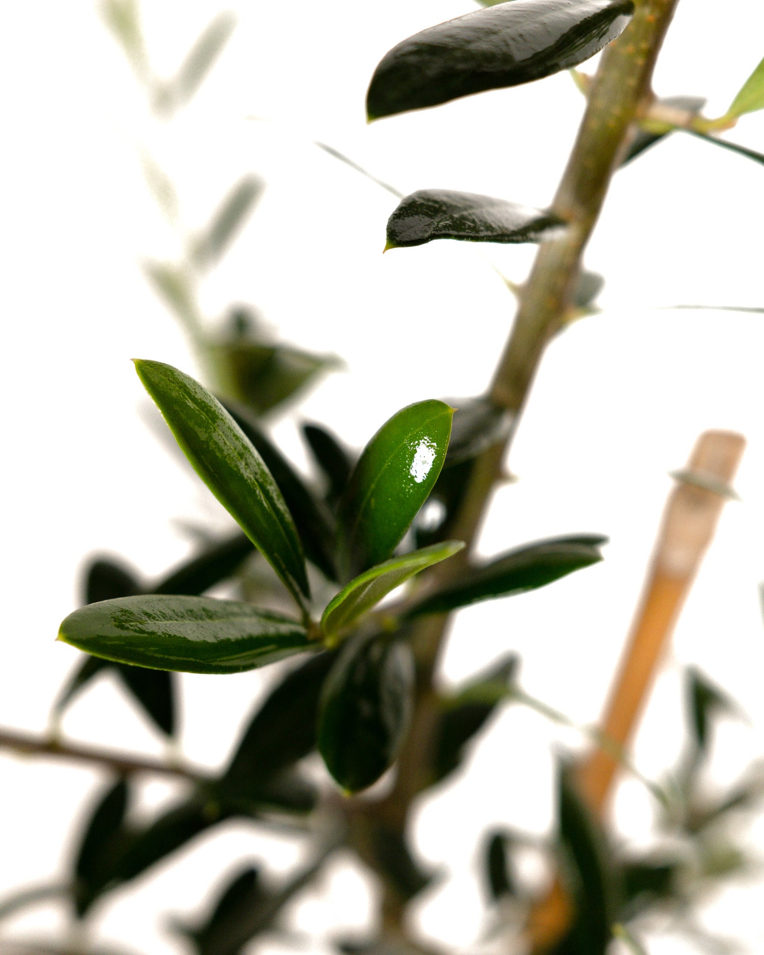 Arbequina Olive Tree Olea Europaea