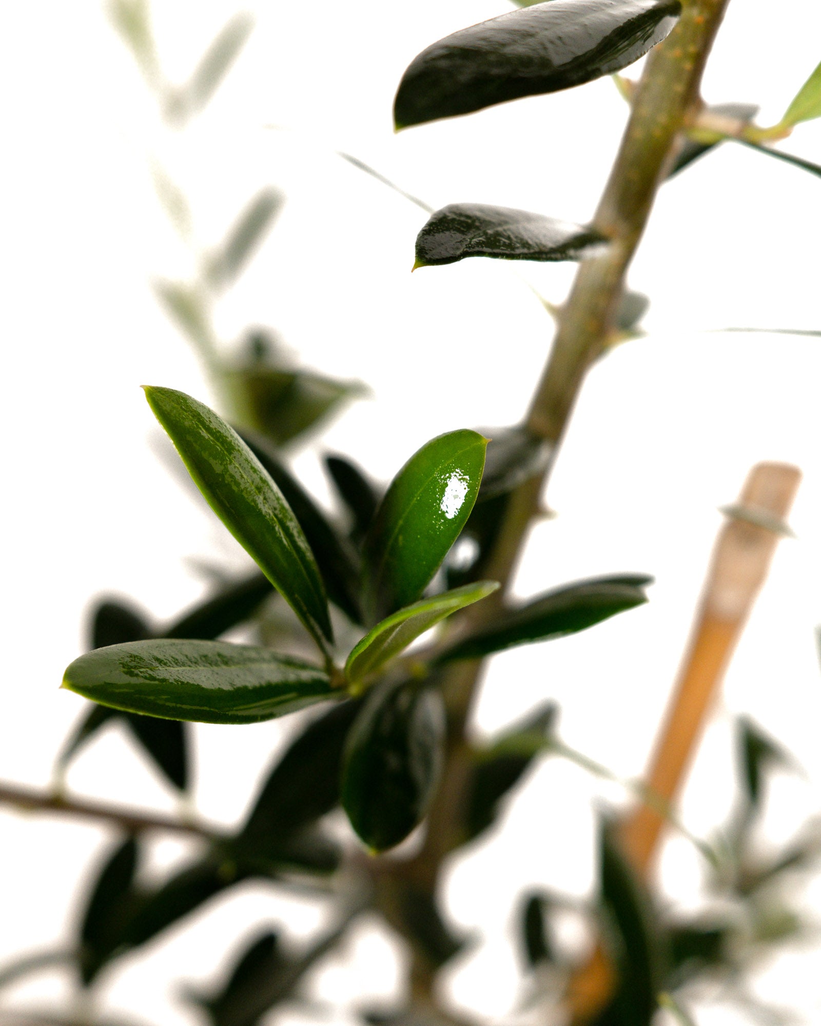 Arbequina Olive Tree Olea Europaea