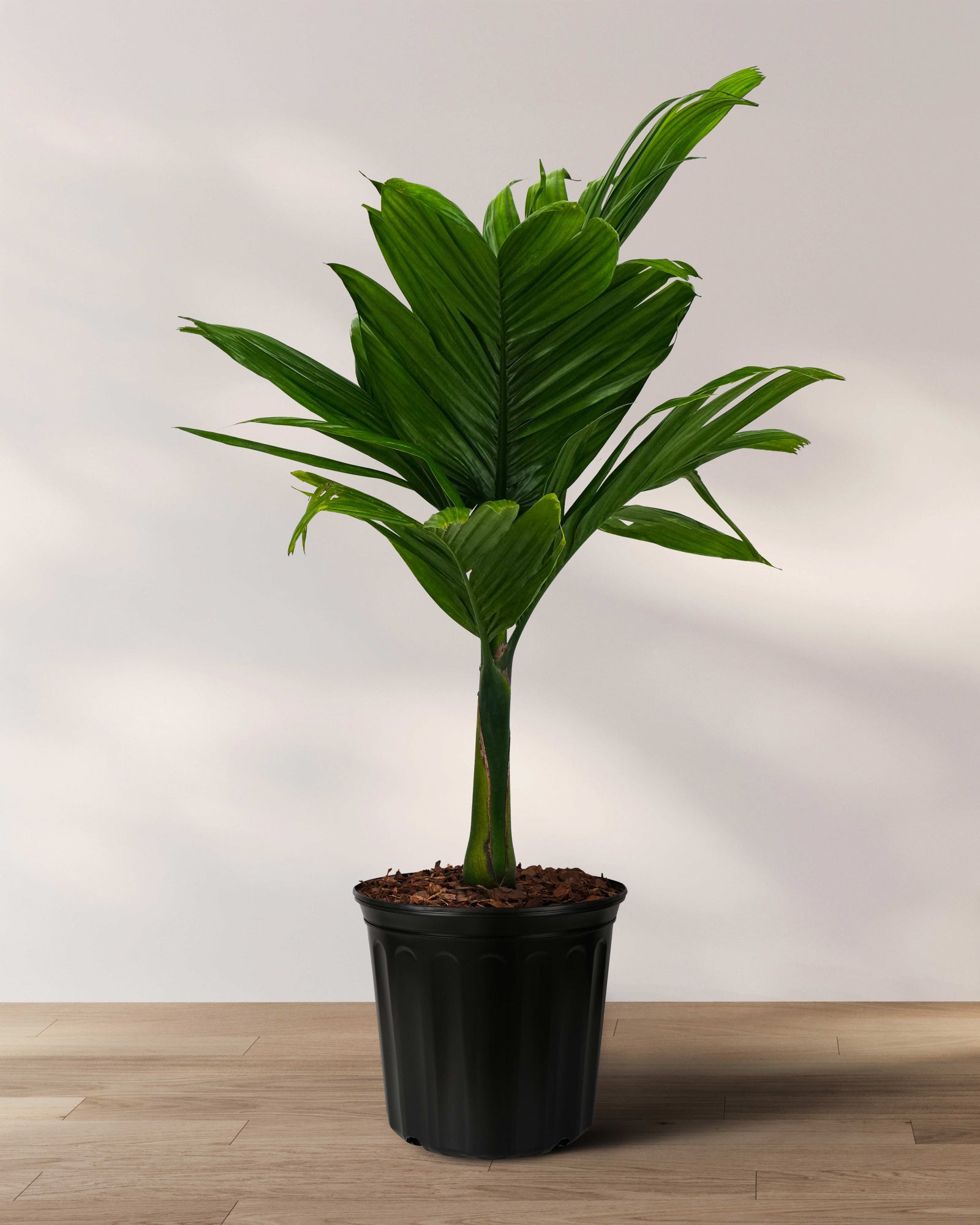 Areca Catechu &