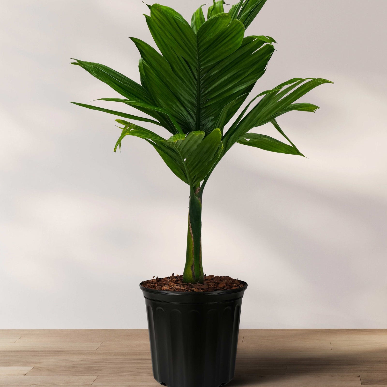 Areca Catechu &
