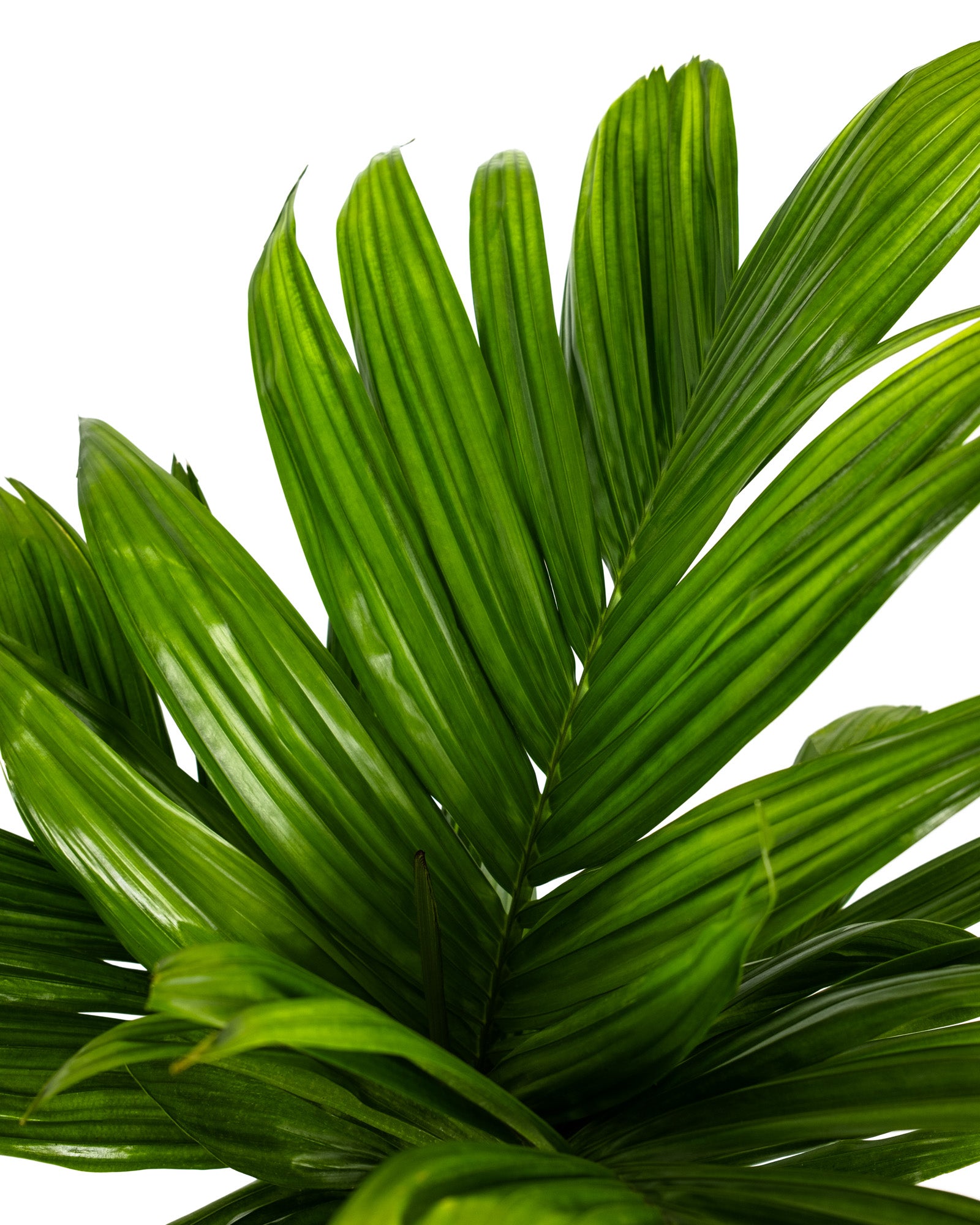 Areca Catechu &