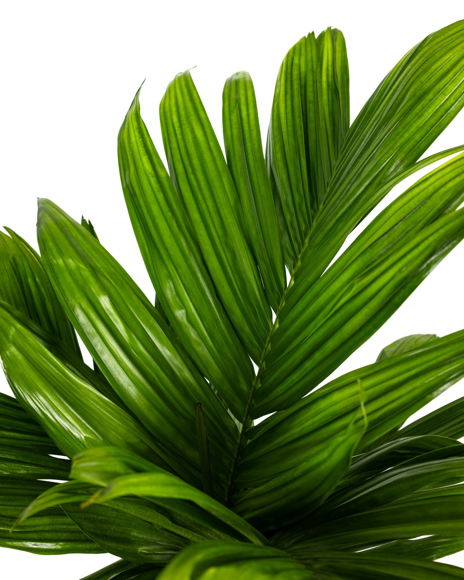 Areca Catechu &