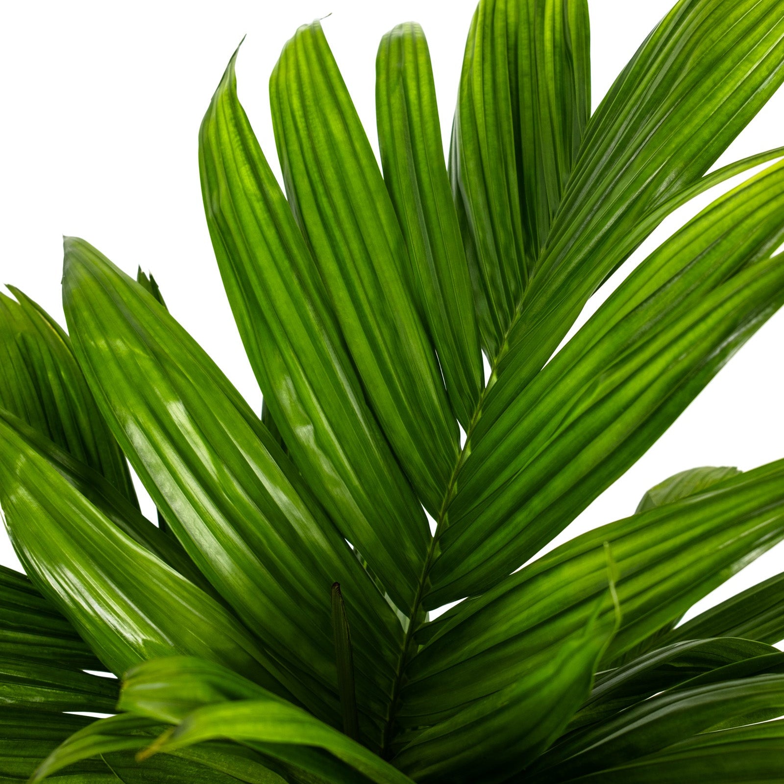 Close-up of Areca Catechu &