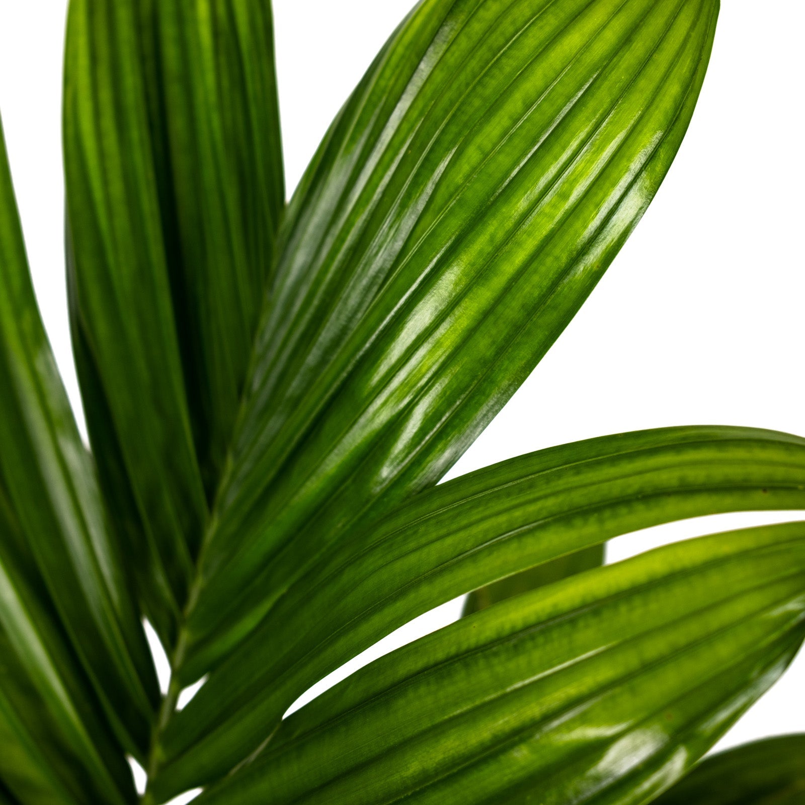 Close-up of Areca Catechu &