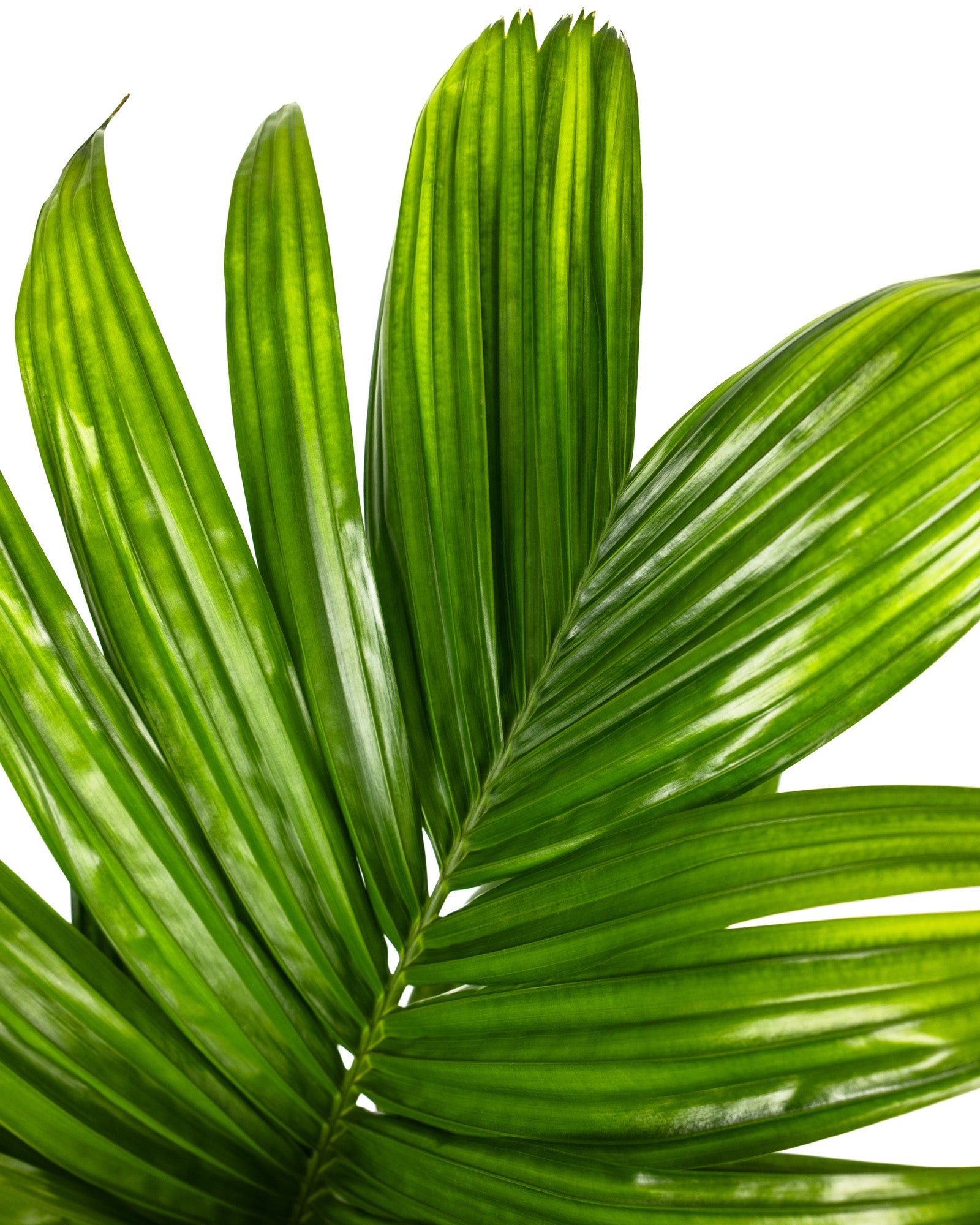 Areca Catechu &