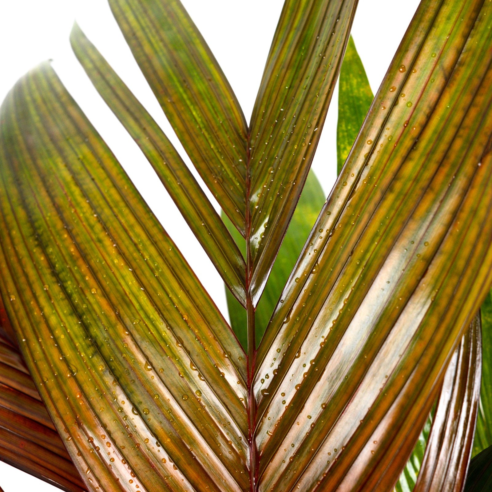areca Close-up of a plant leaf with water droplets on a white background.