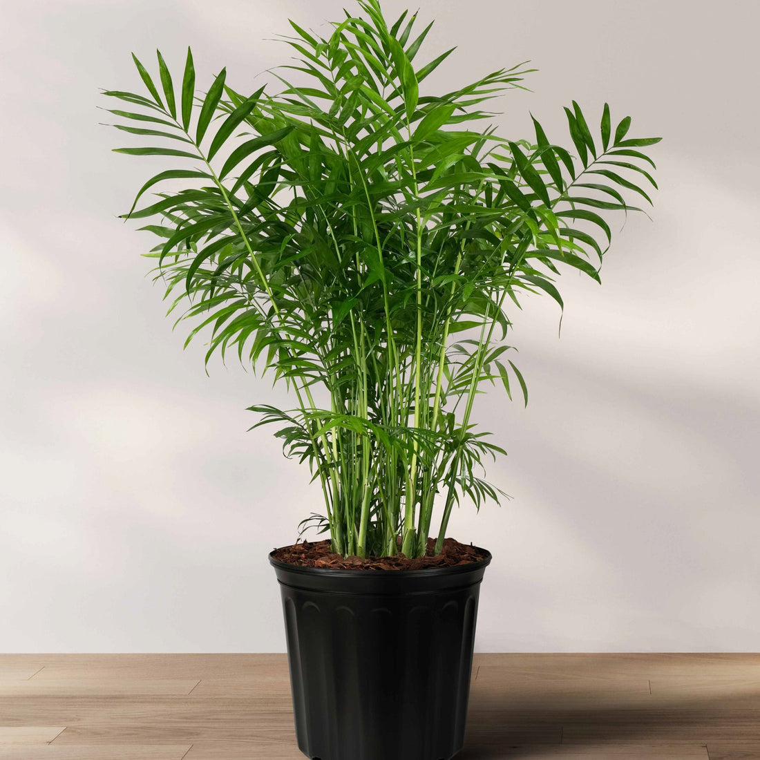 Palm Parlor Neanthe Bella Palm in a 2 gallon black grower pot with delicate, arching light green fronds, ideal for adding a touch of grace to houseplant collections or improving indoor air quality.