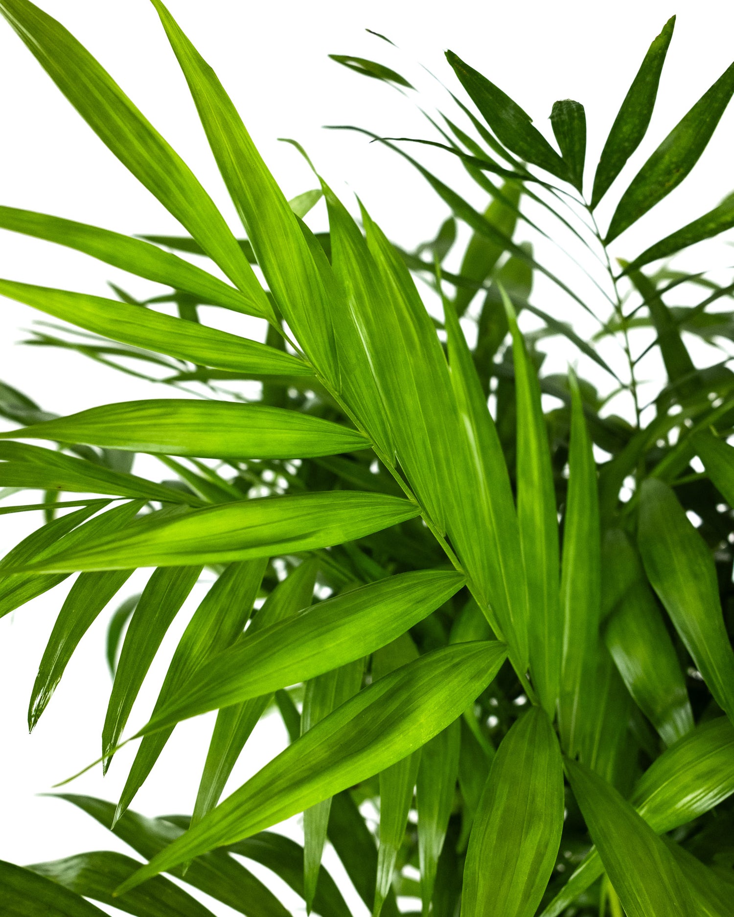 Palm Parlor Neanthe Bella Palm, Live Plant Indoor Air Purifier