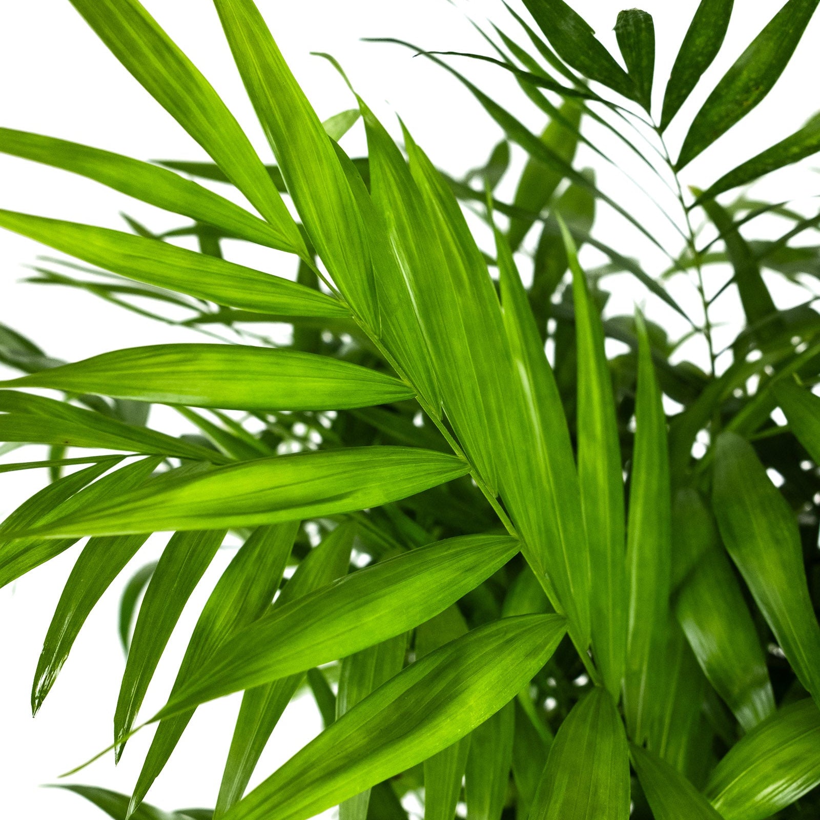 Close up of Palm Parlor Neanthe Bella Palm featuring delicate, light green arching fronds, ideal for adding a touch of grace to houseplant collections and improving indoor air quality.
