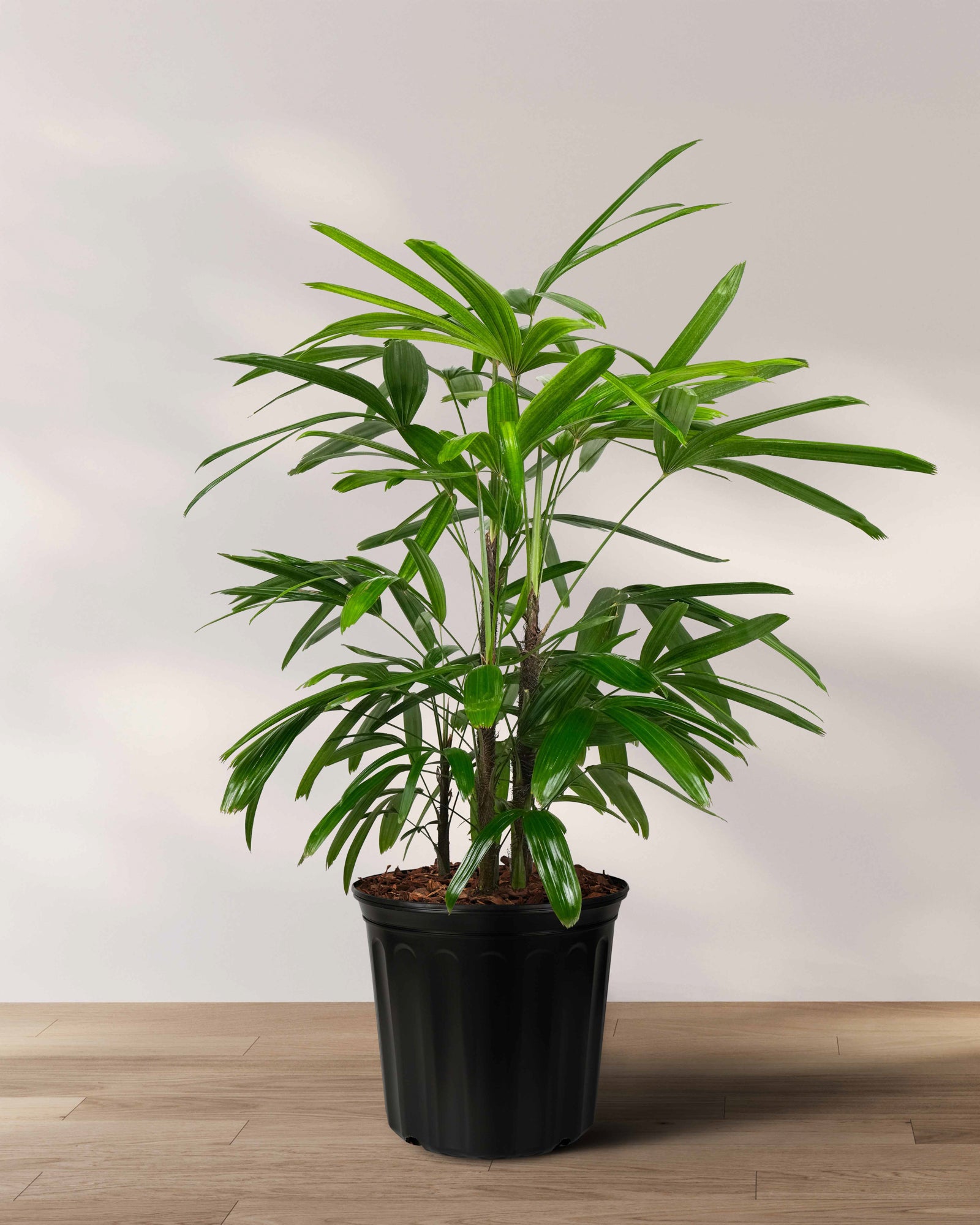 Lady Palm, Rhapis Excelsa, Indoor Queen Palm