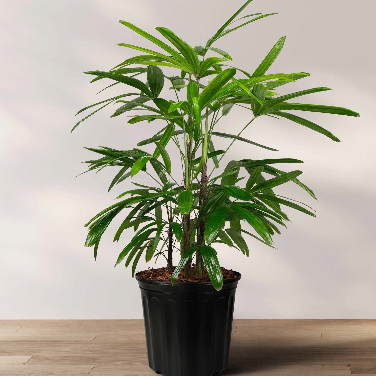 Lady Palm, Rhapis Excelsa, Indoor Queen Palm in a 2 gallon black grower pot with dense, dark green broadleaf fronds, ideal for an elegant houseplant collection or bringing a lush tropical feel indoors.