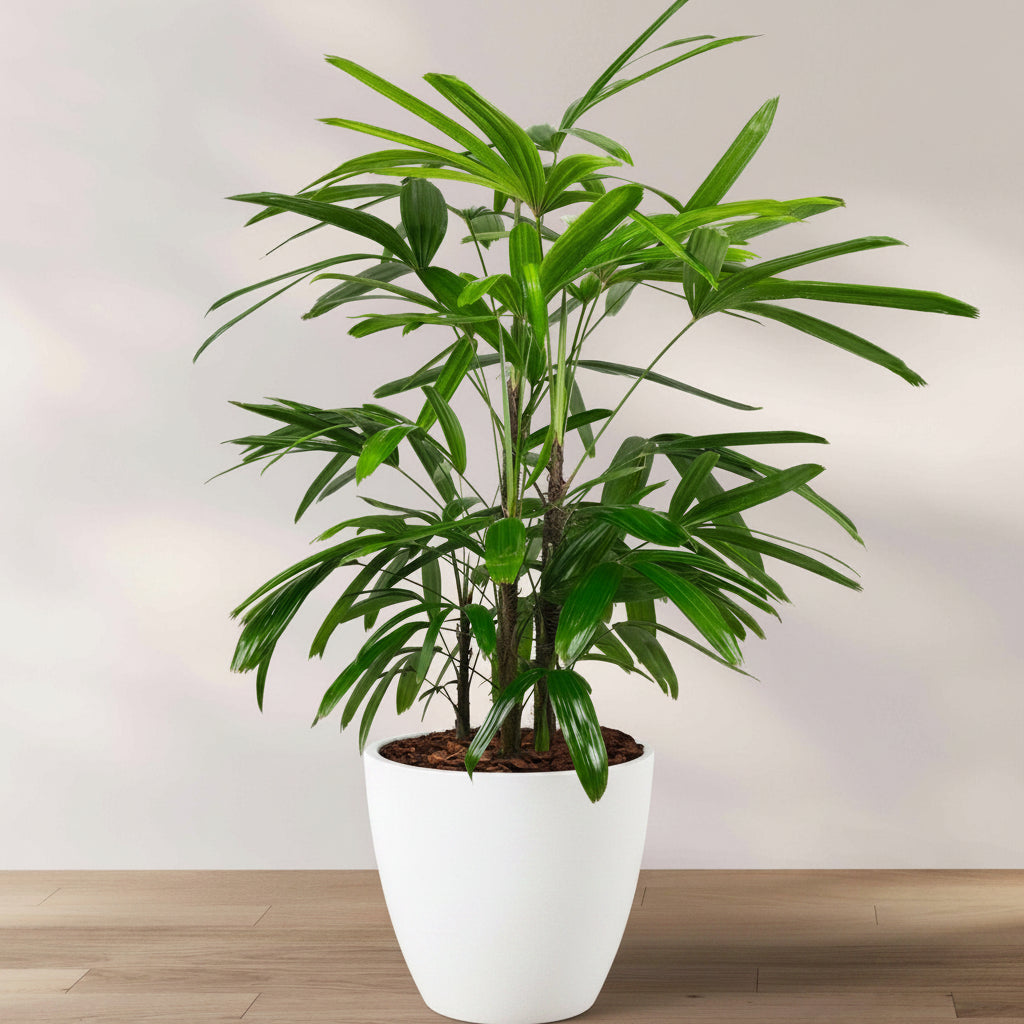 Lady Palm, Rhapis Excelsa, Indoor Queen Palm in a 2 gallon black grower pot with dense, dark green broadleaf fronds, ideal for an elegant houseplant collection or bringing a lush tropical feel indoors.