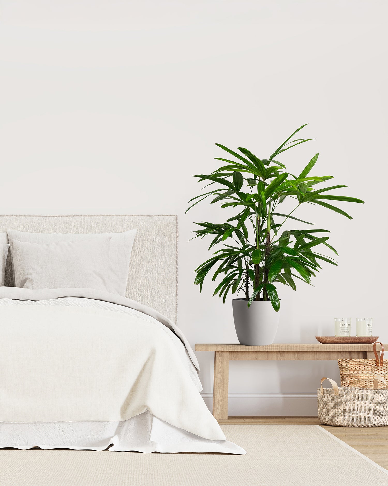 Lady Palm, Rhapis Excelsa, Indoor Queen Palm