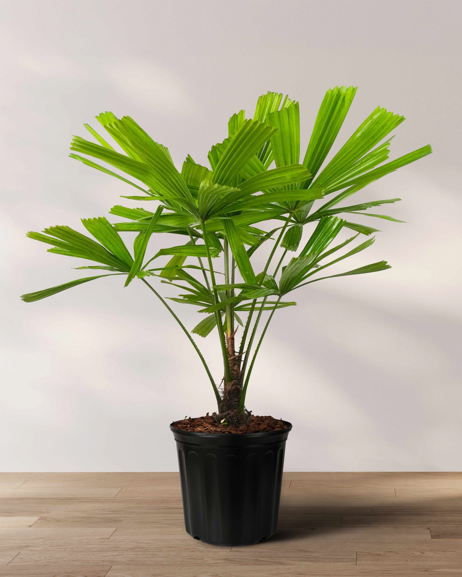 Licuala Ramsayii Palm Tree, Rare and Exotic