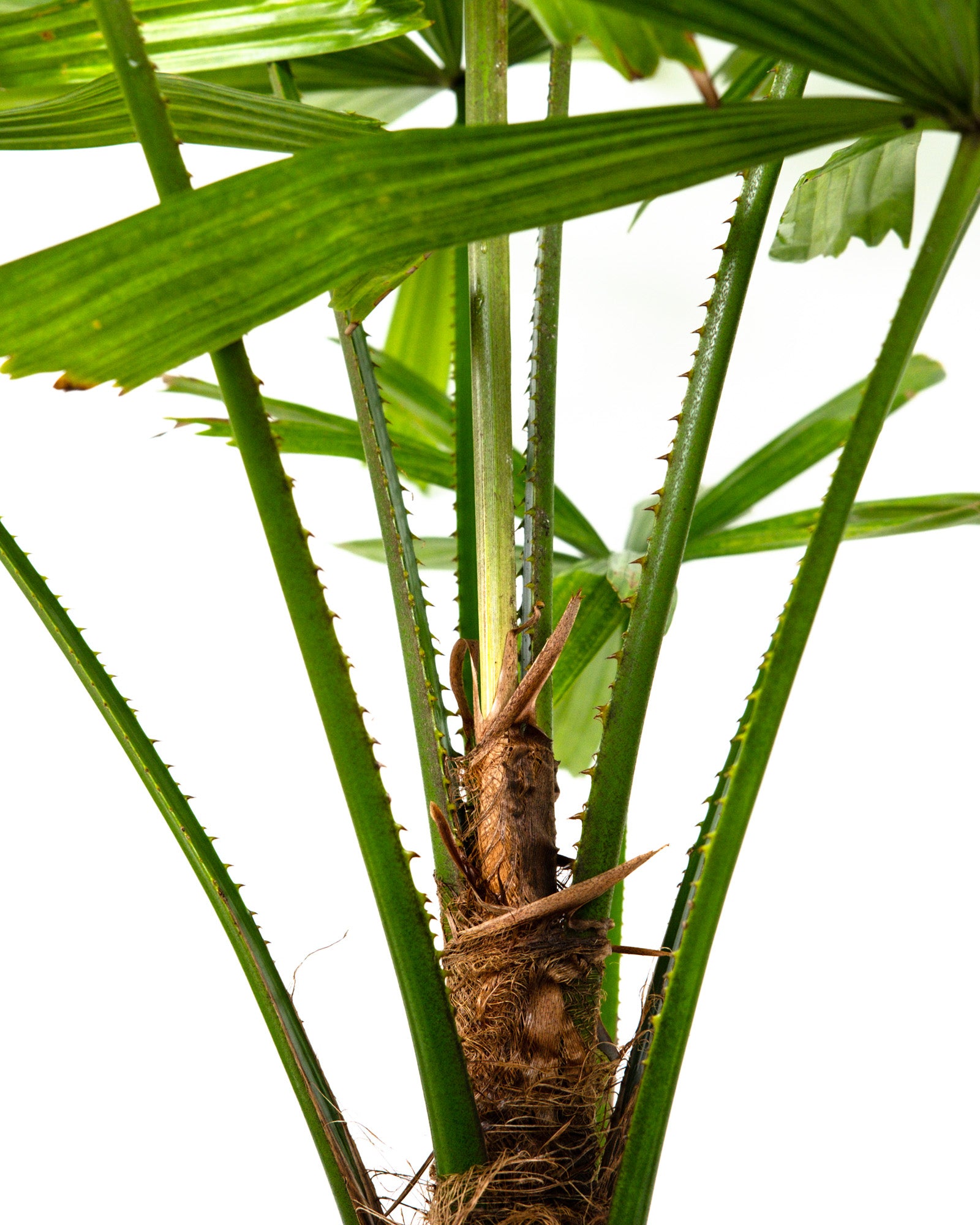 Licuala Ramsayii Palm Tree, Rare and Exotic