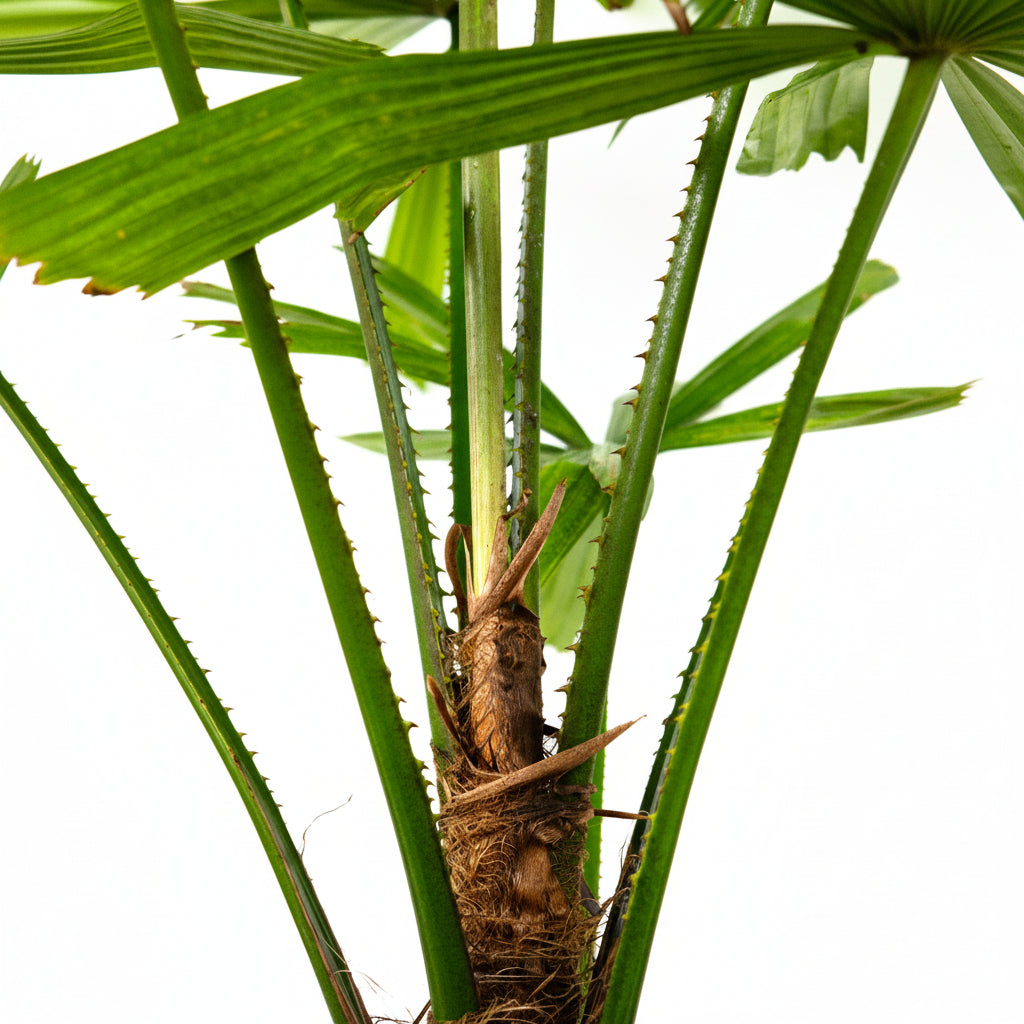 Close-up of Licuala Ramsayii Palm Tree, Split Leaves isolated against a crisp white background, featuring its characteristic spiky green stems, textured brown trunk, and unique dark-green split fan leaves, ideal for highlighting the striking tropical texture and unique botanical structure of this rare and exotic palm.