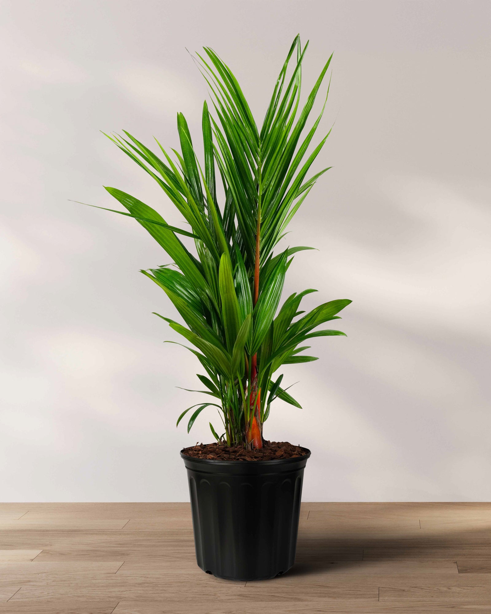 Lipstick Palm Red Sealing Wax Palm, Cyrtostachys Renda