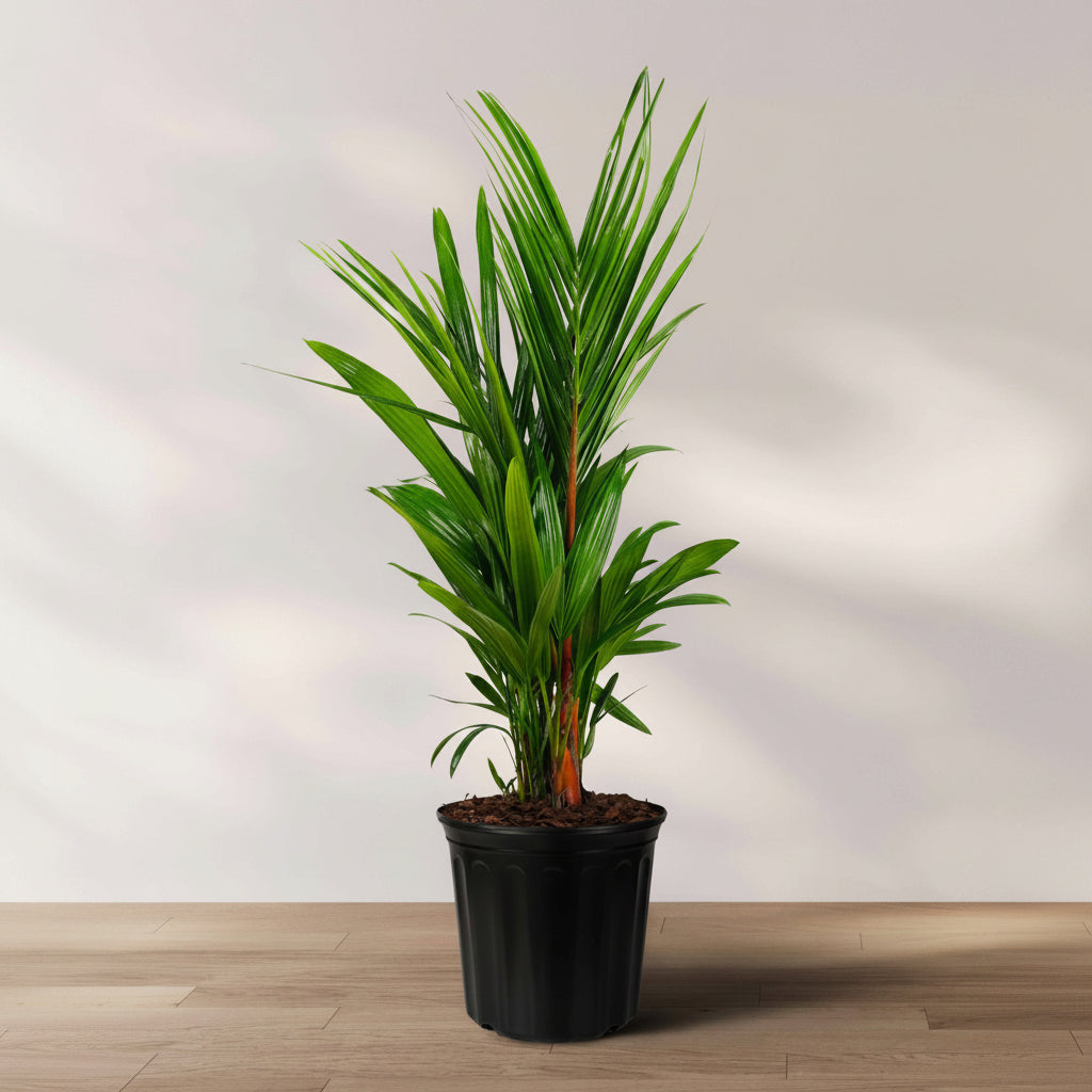 Lipstick Palm Red Sealing Wax Palm, Cyrtostachys Renda in a black grower pot with vibrant red crown shafts and lush green upright fronds, ideal for bringing a lush tropical feel to sunlit rooms or patios.