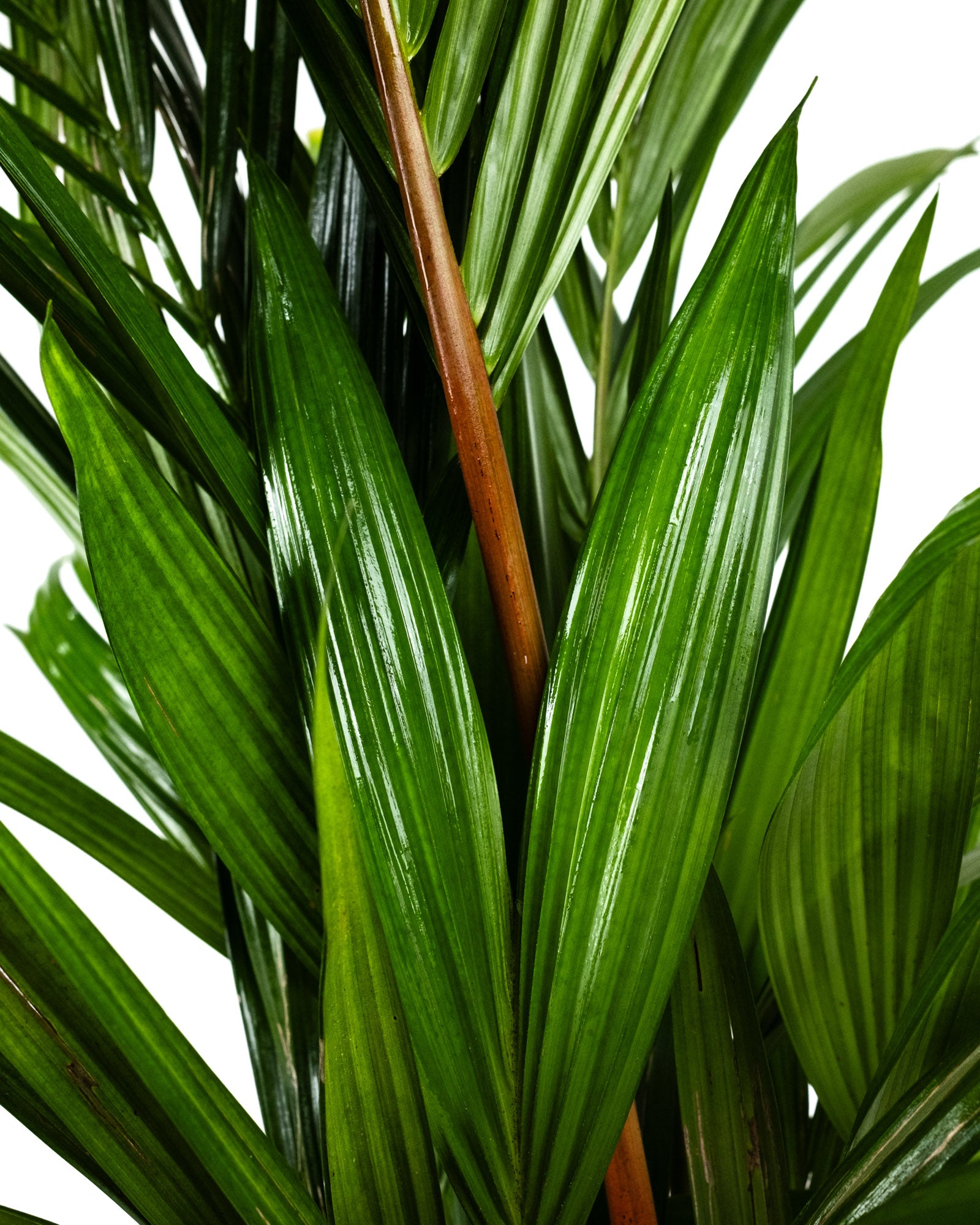 Lipstick Palm Red Sealing Wax Palm, Cyrtostachys Renda