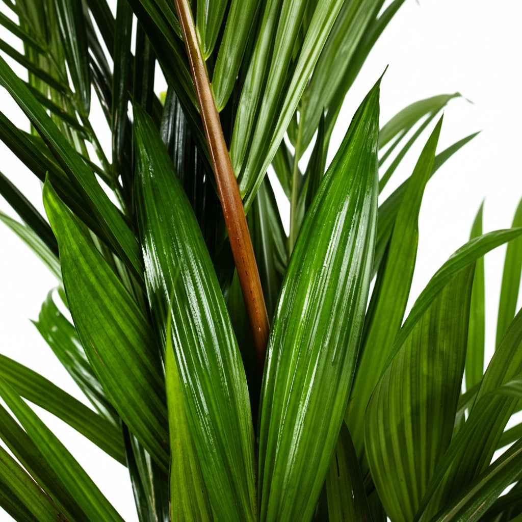 Close up of Lipstick Palm Red Sealing Wax Palm, Cyrtostachys Renda featuring lush green ribbed fronds and a glimpse of its striking red stem, ideal for tropical garden color and decorative landscapes.